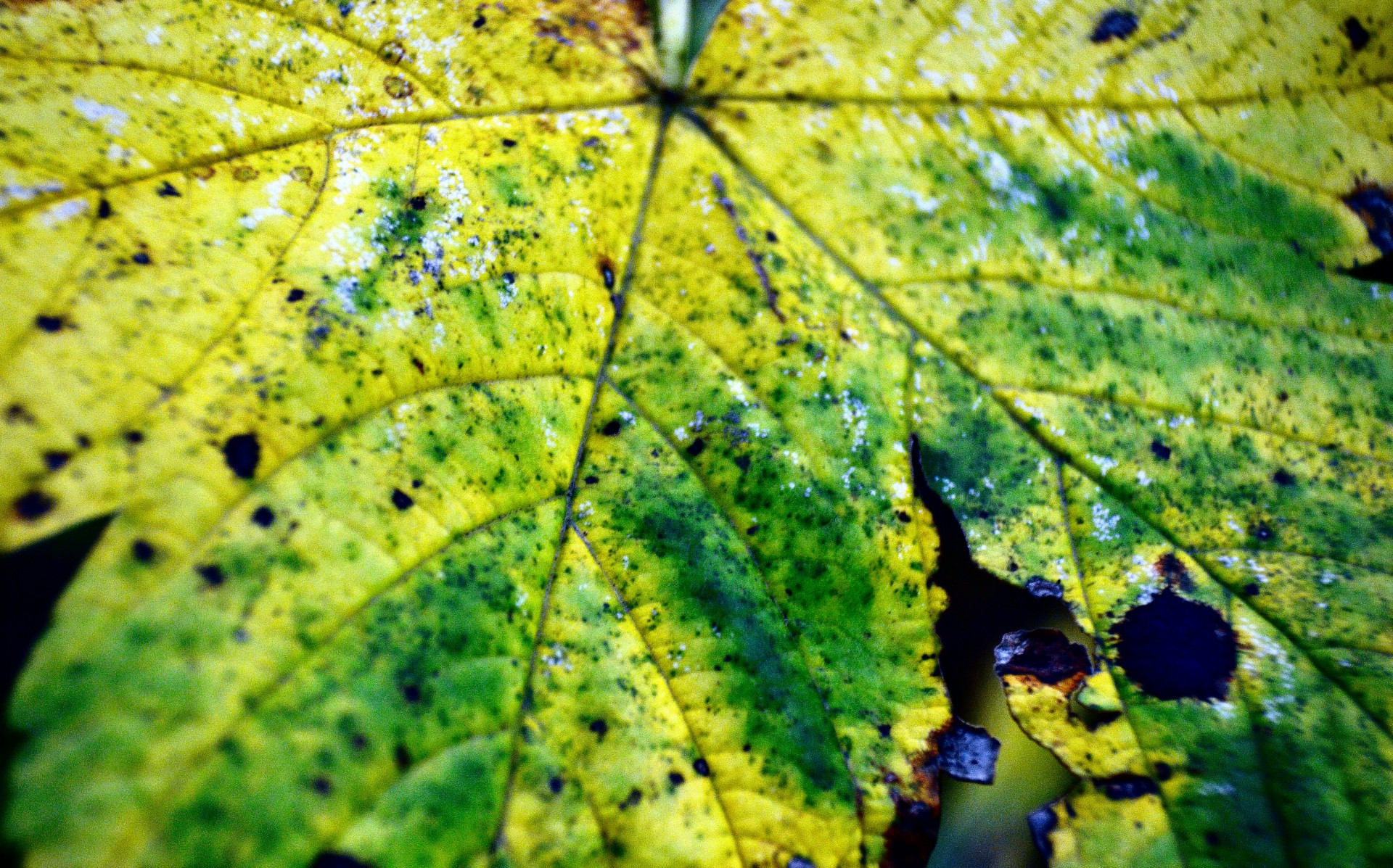 autumn leaf colour free photo