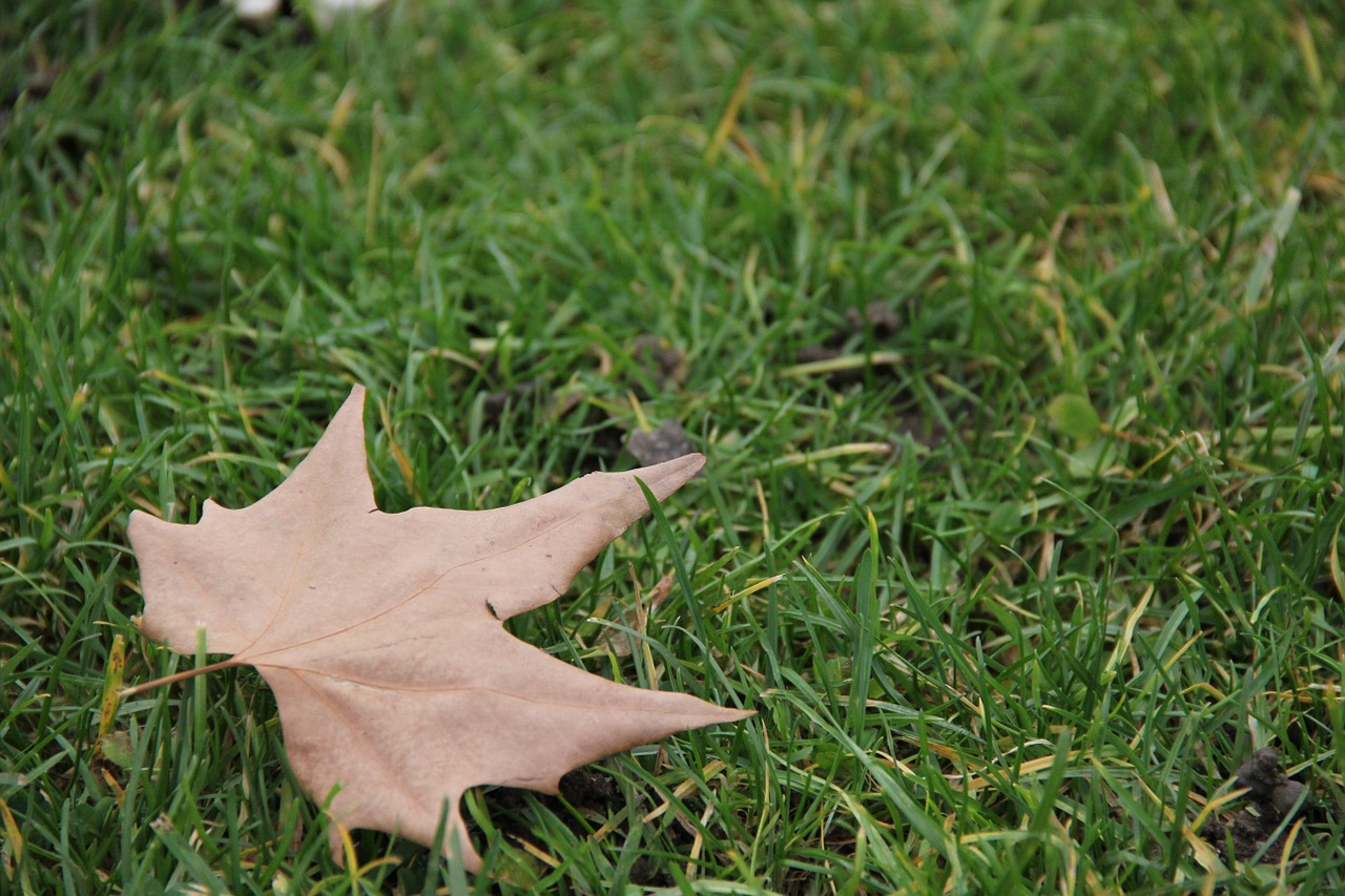 autumn leaf grass leaf free photo