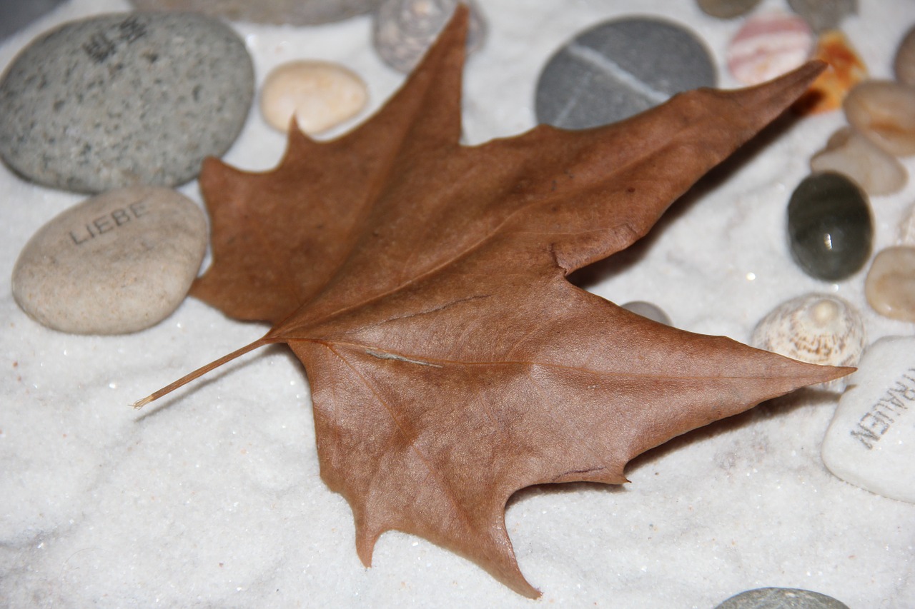 autumn leaf leaf stones free photo