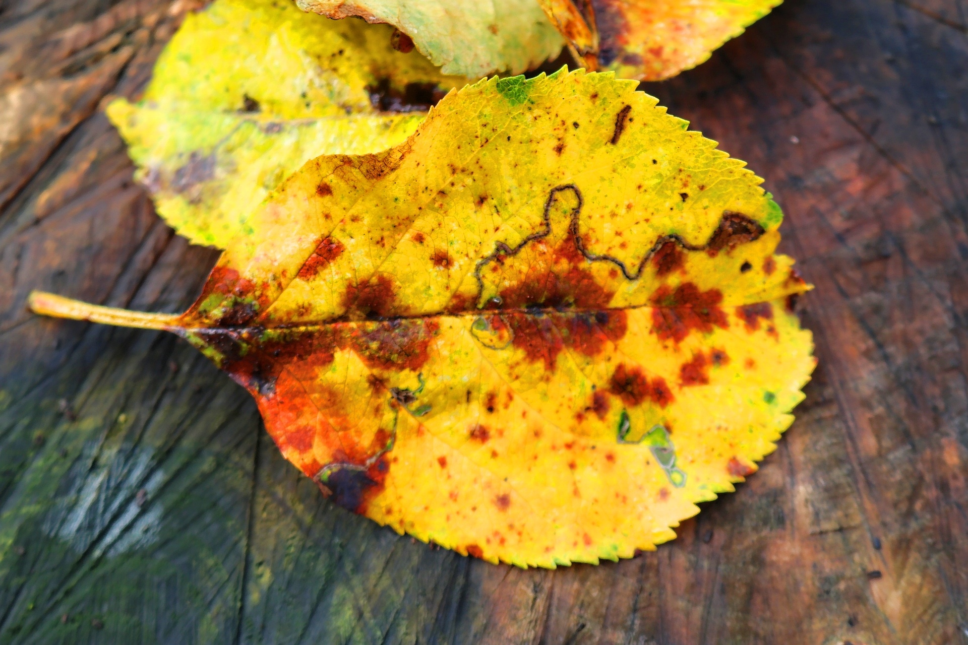 autumn leaf tree free photo