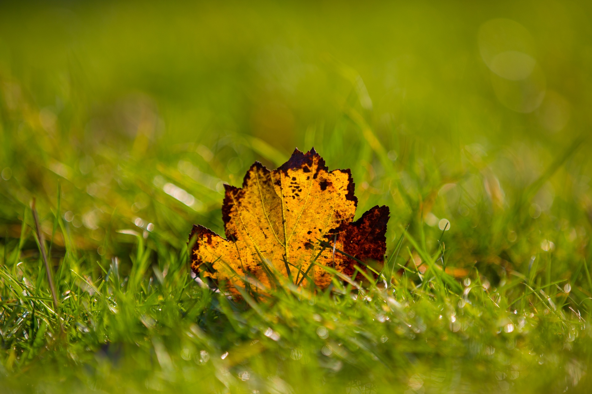 autumn green leaf free photo