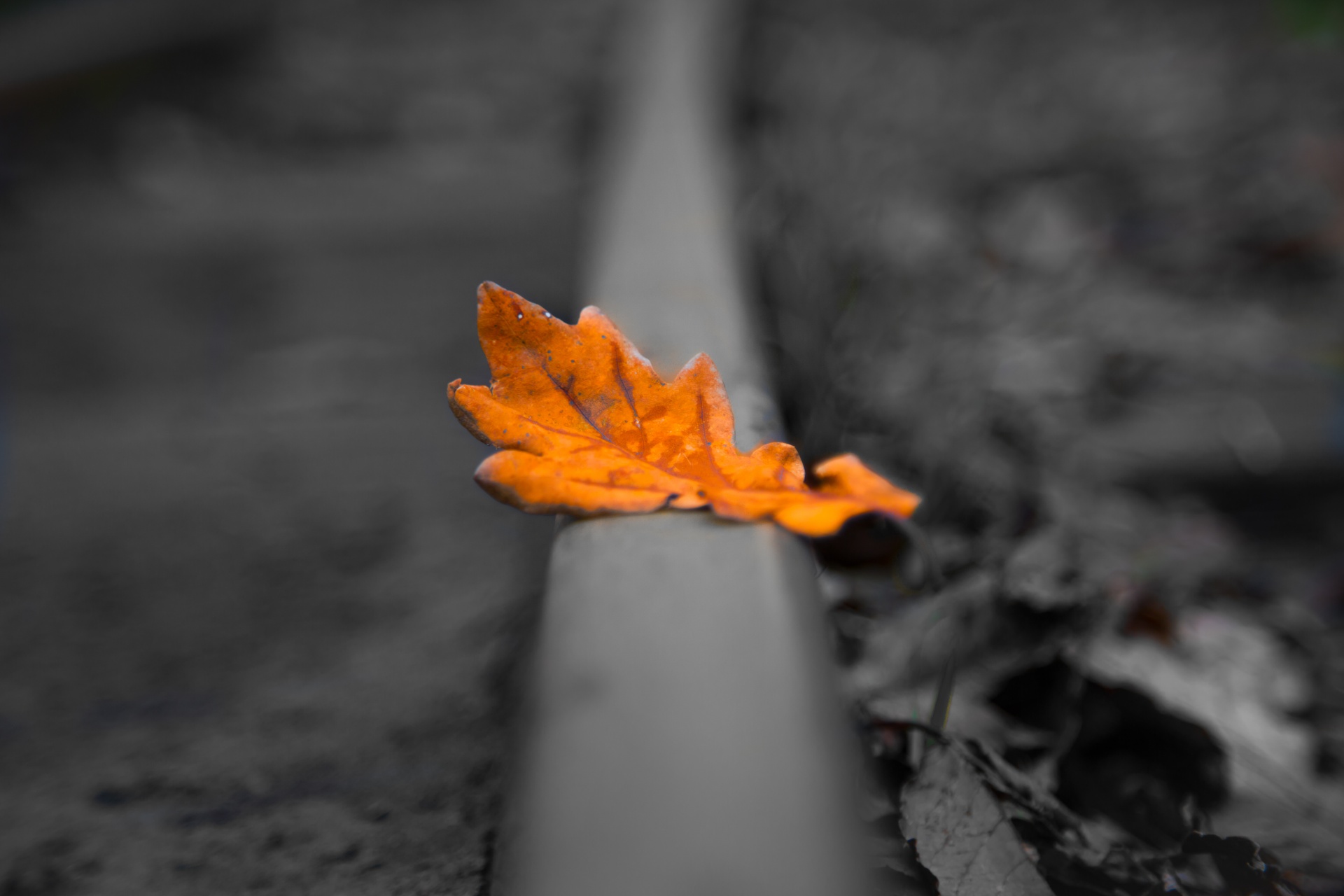 autumn green leaf free photo