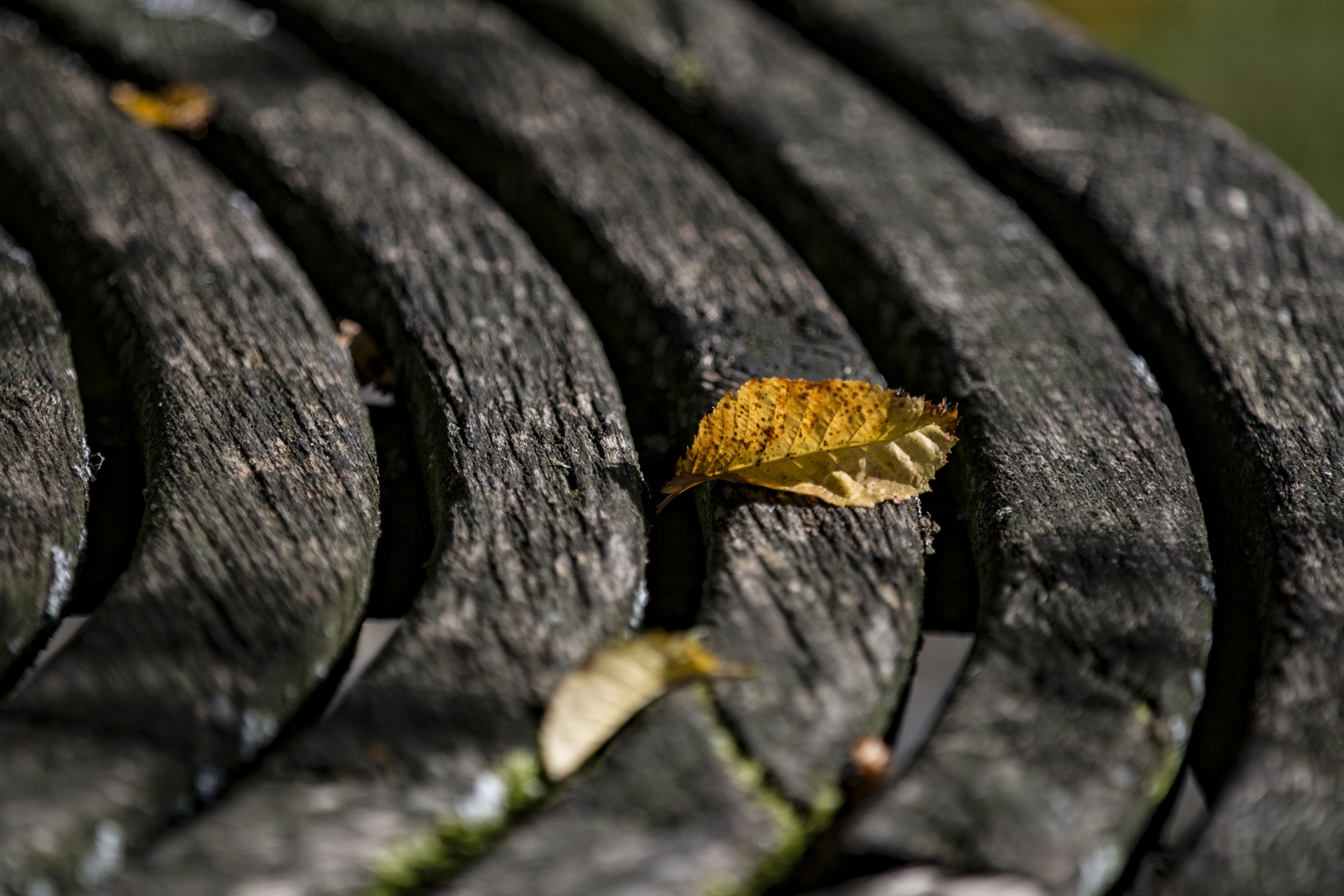 autumn leaf leaves free photo