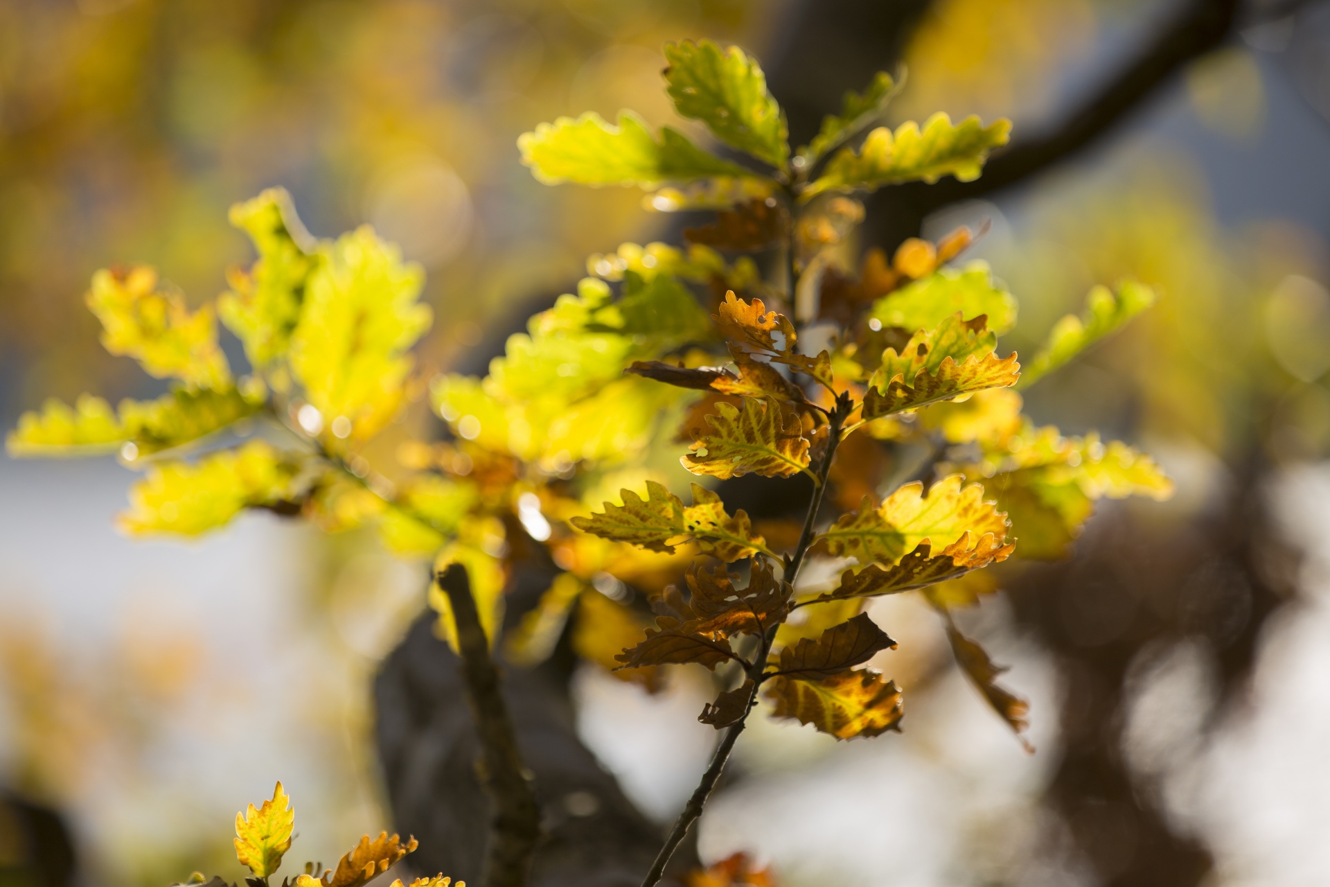 autumn leaf leaves free photo