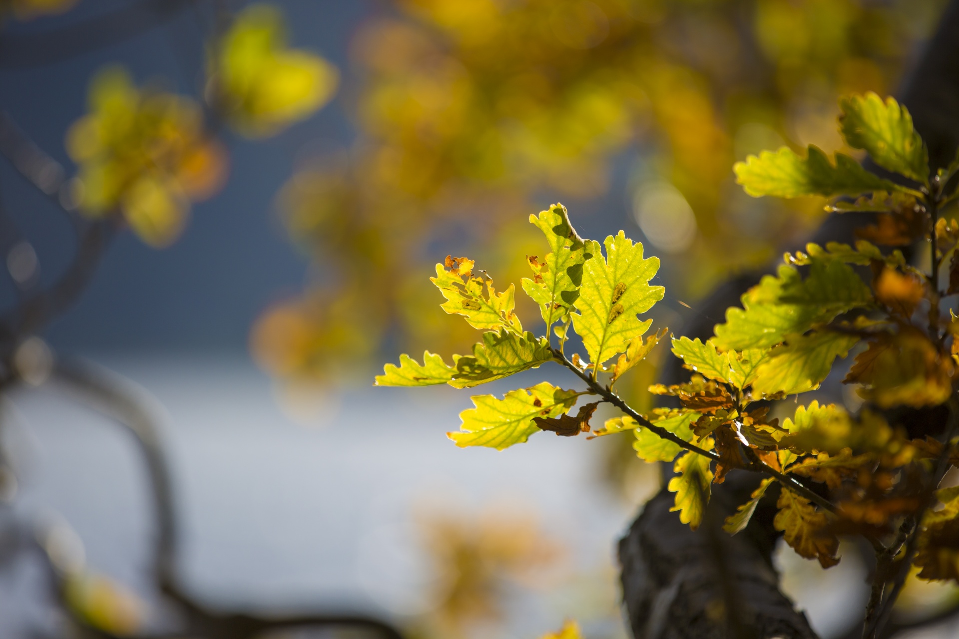 autumn leaf leaves free photo