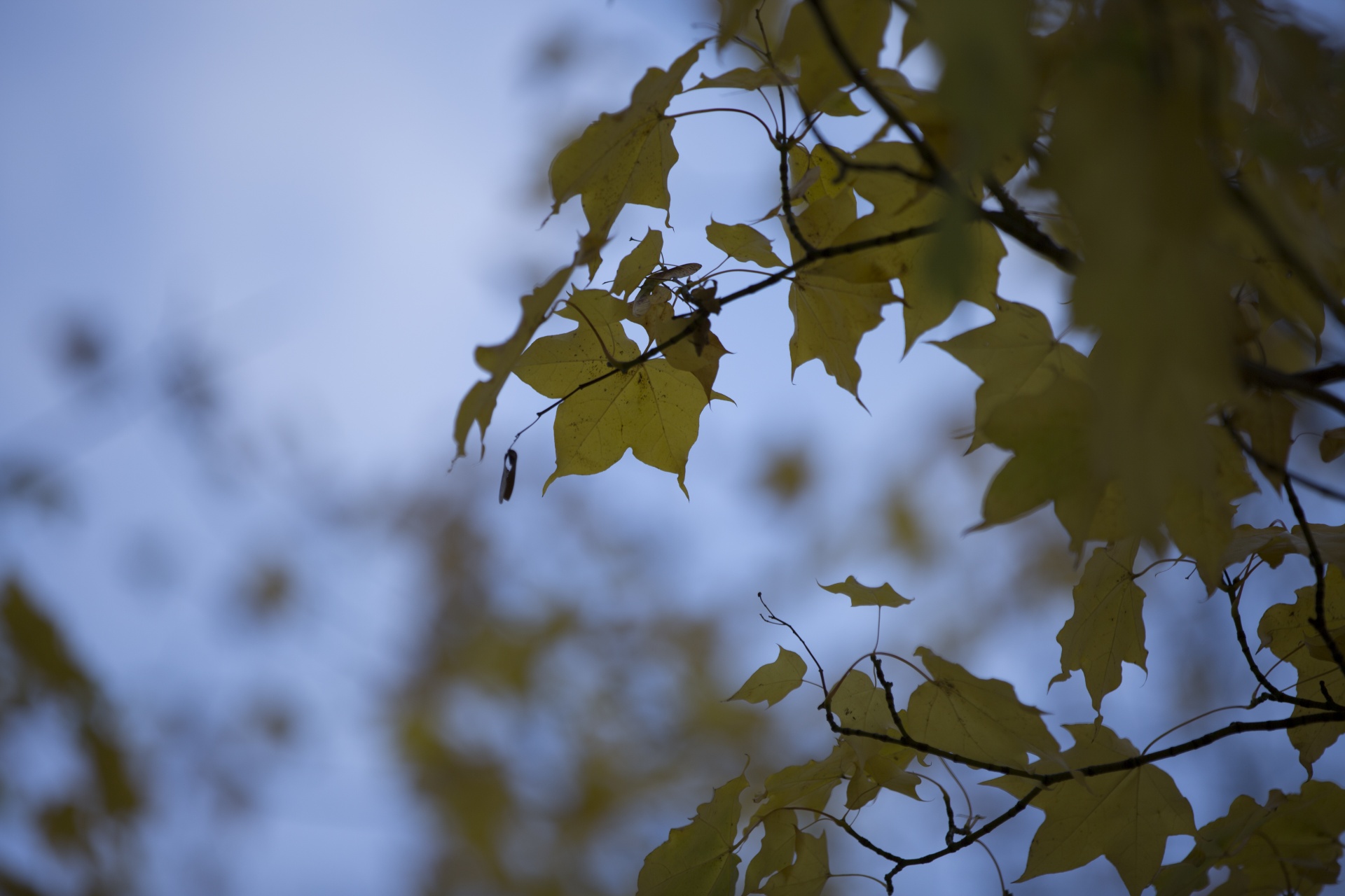 autumn leaf leaves free photo