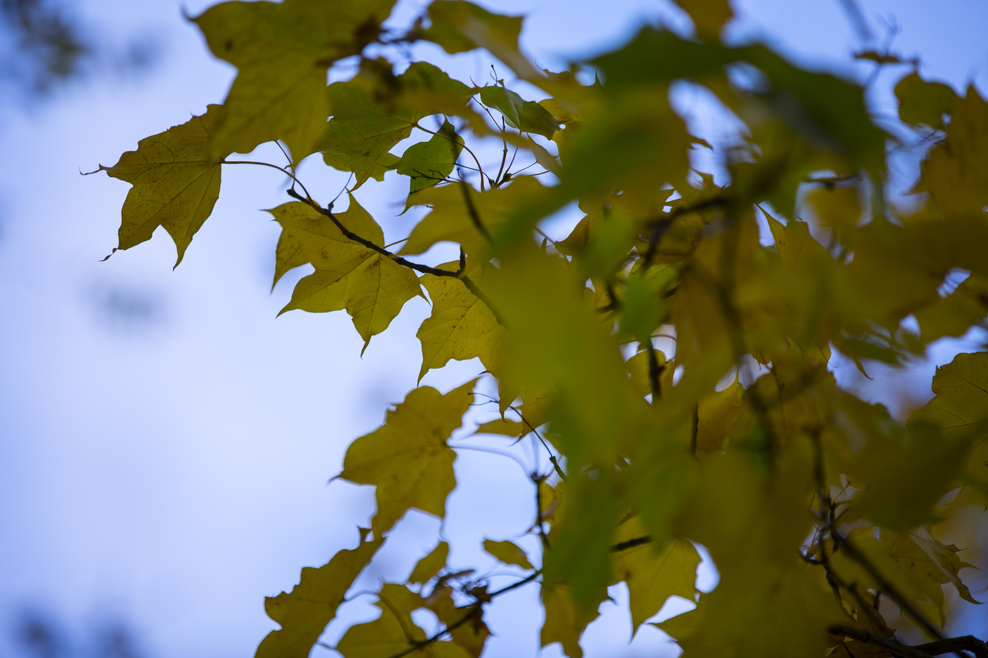 autumn leaf leaves free photo