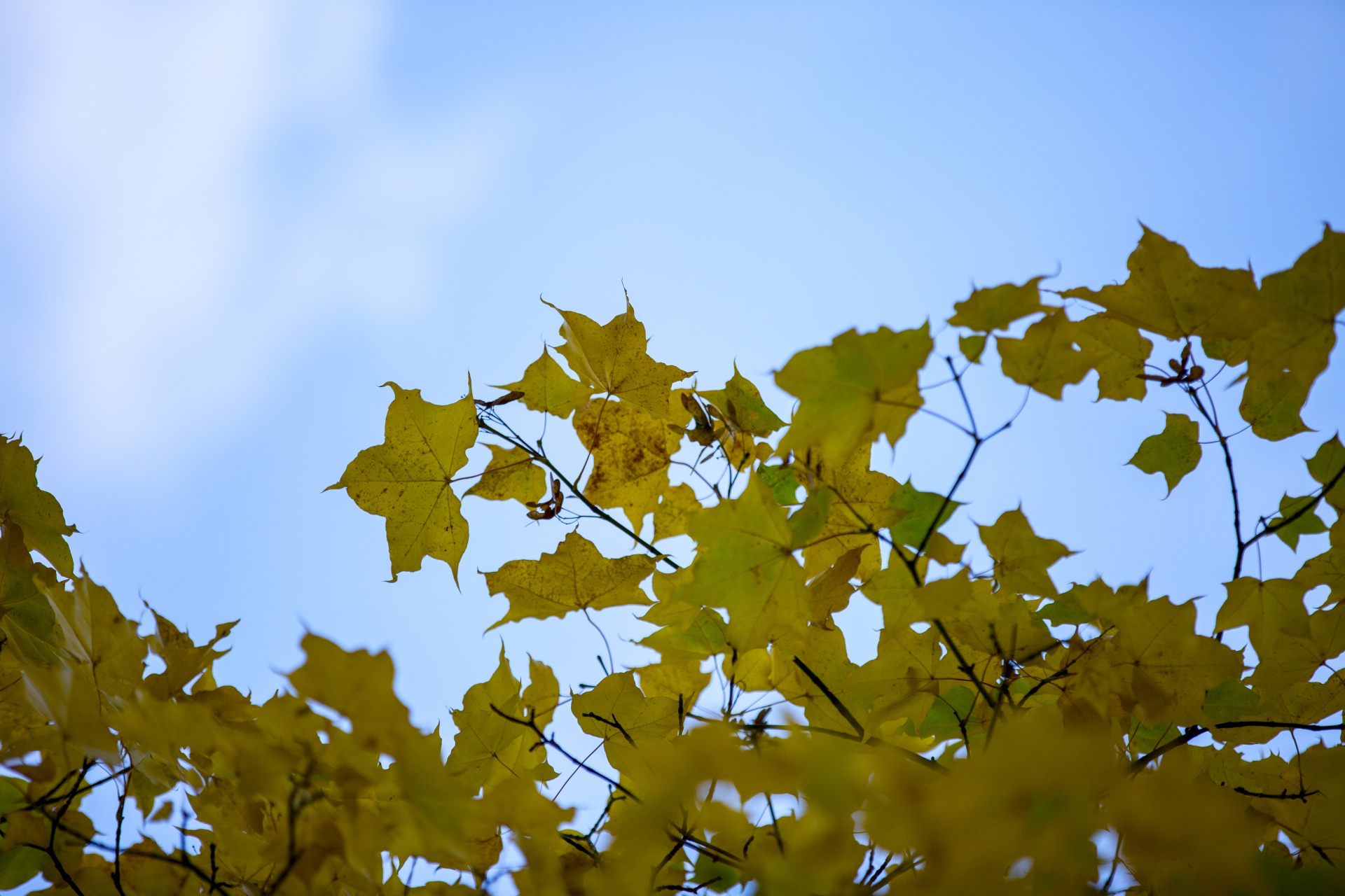 autumn leaf leaves free photo