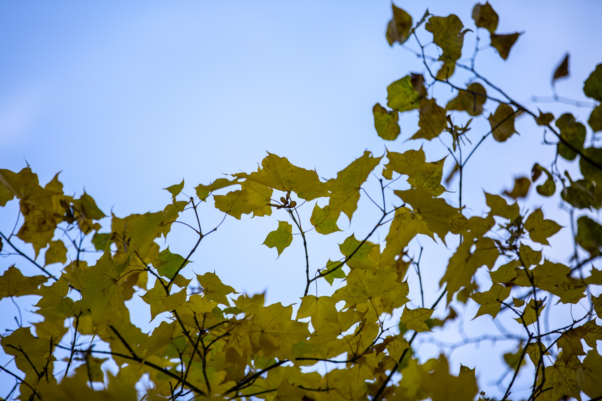 autumn leaf leaves free photo