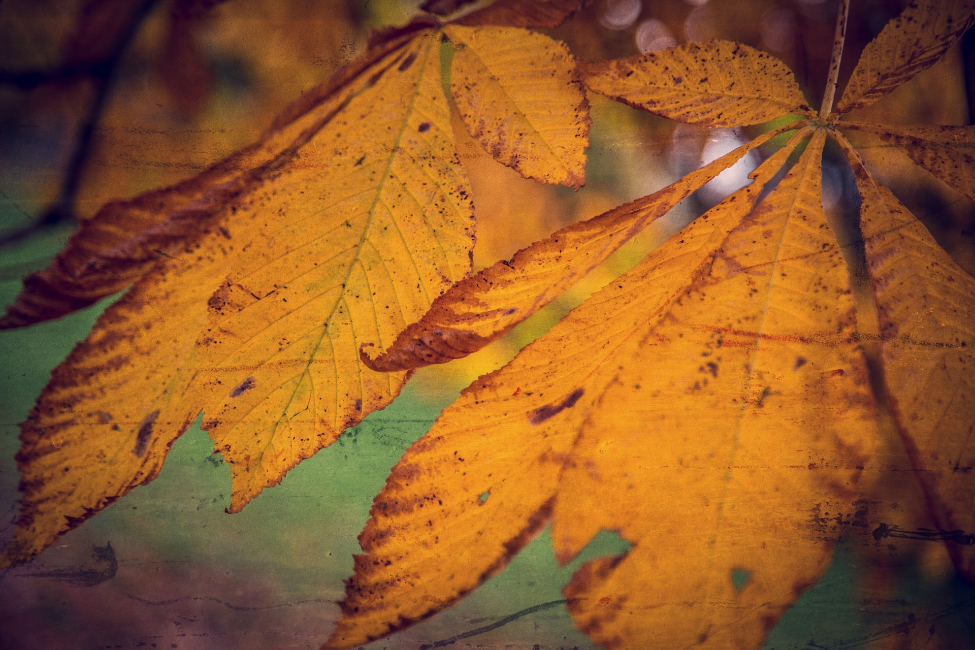 leaf autumn background free photo