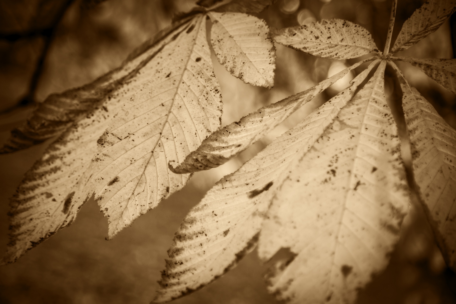 leaf autumn background free photo