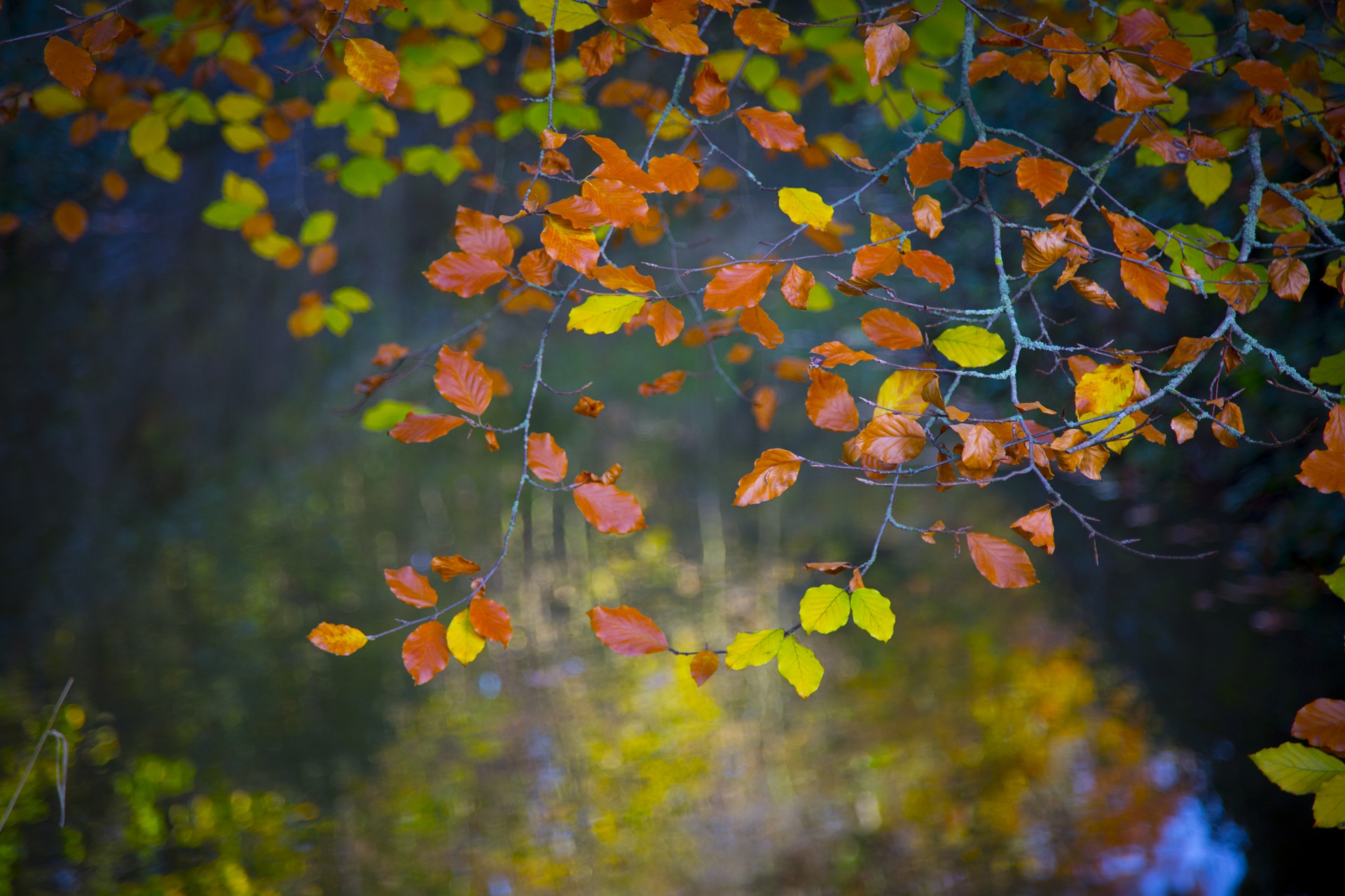 autumn leaf leaves free photo