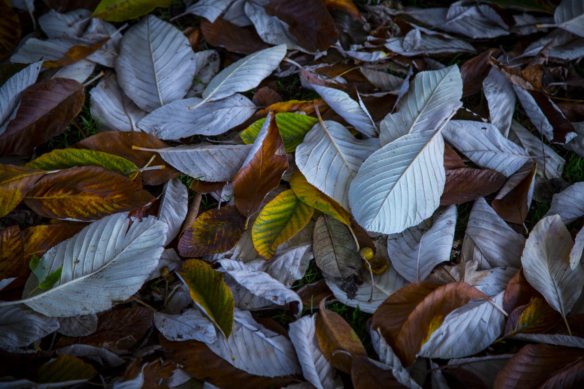 autumn leaf leaves free photo