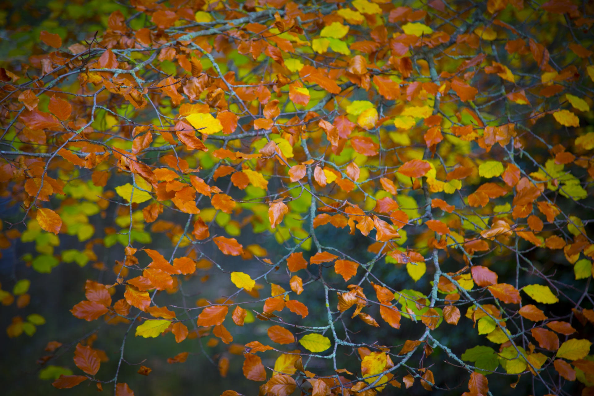 autumn leaf leaves free photo