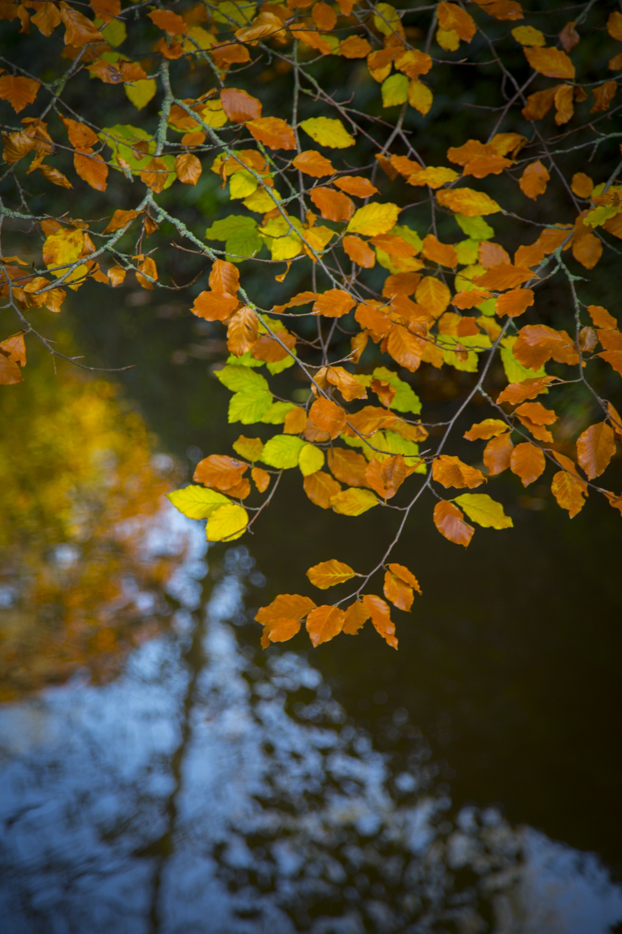 autumn leaf leaves free photo