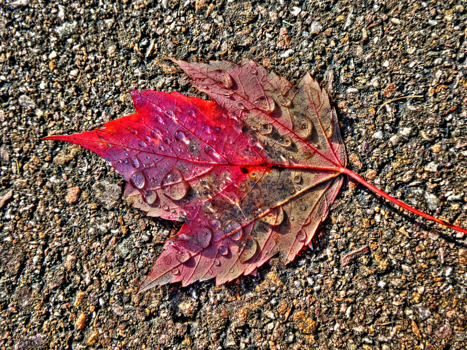 fall autumn foliage free photo