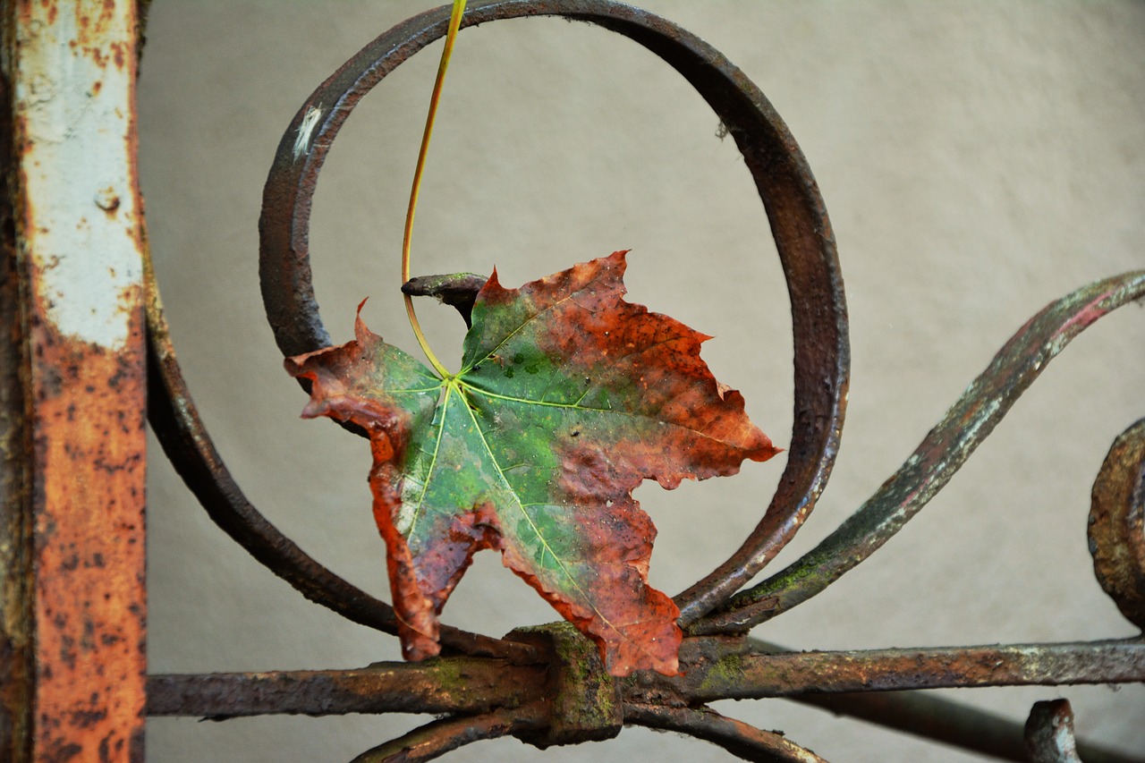 autumn leaf maple leaf withered free photo