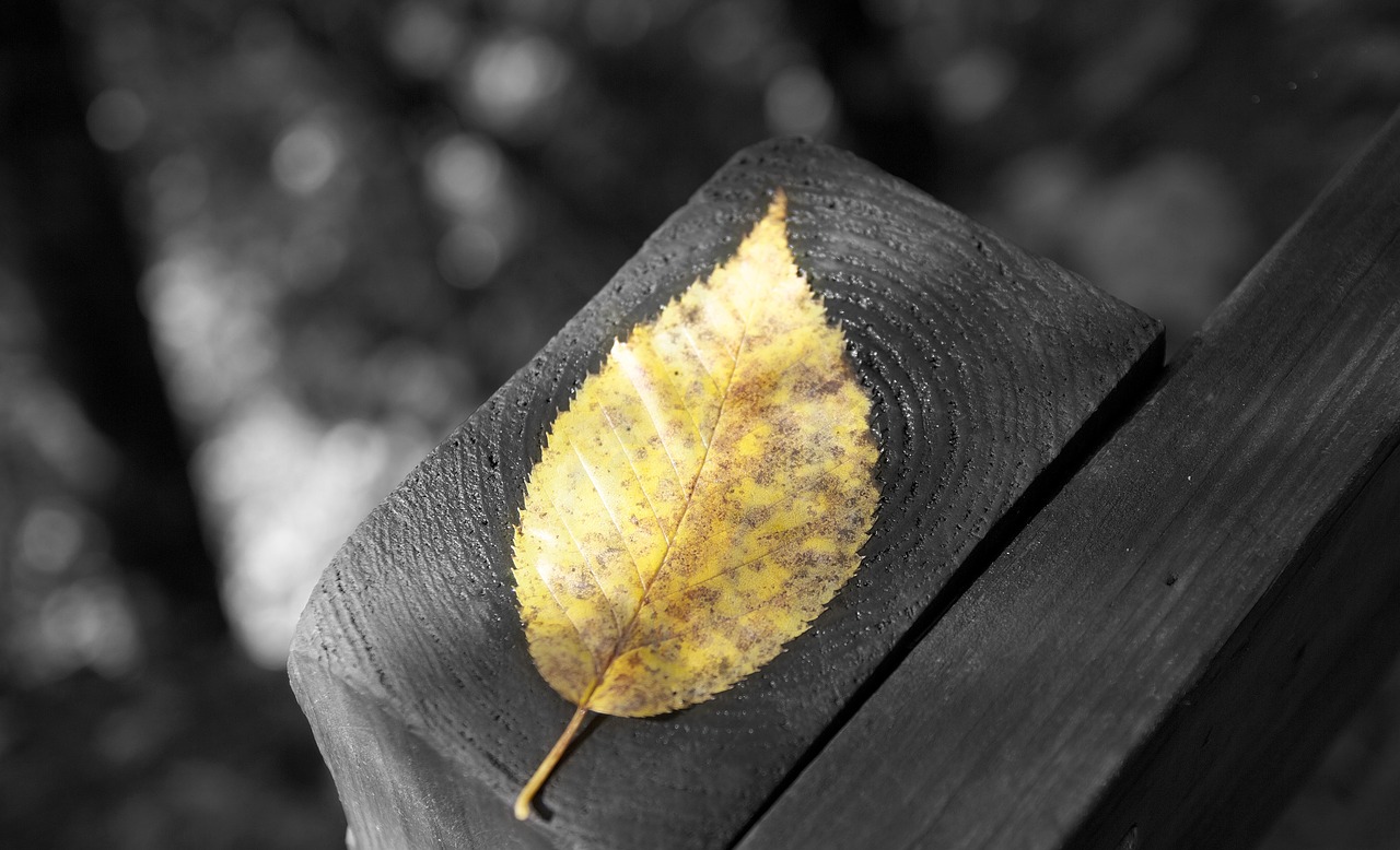 autumn leaf black and white golden leaf free photo