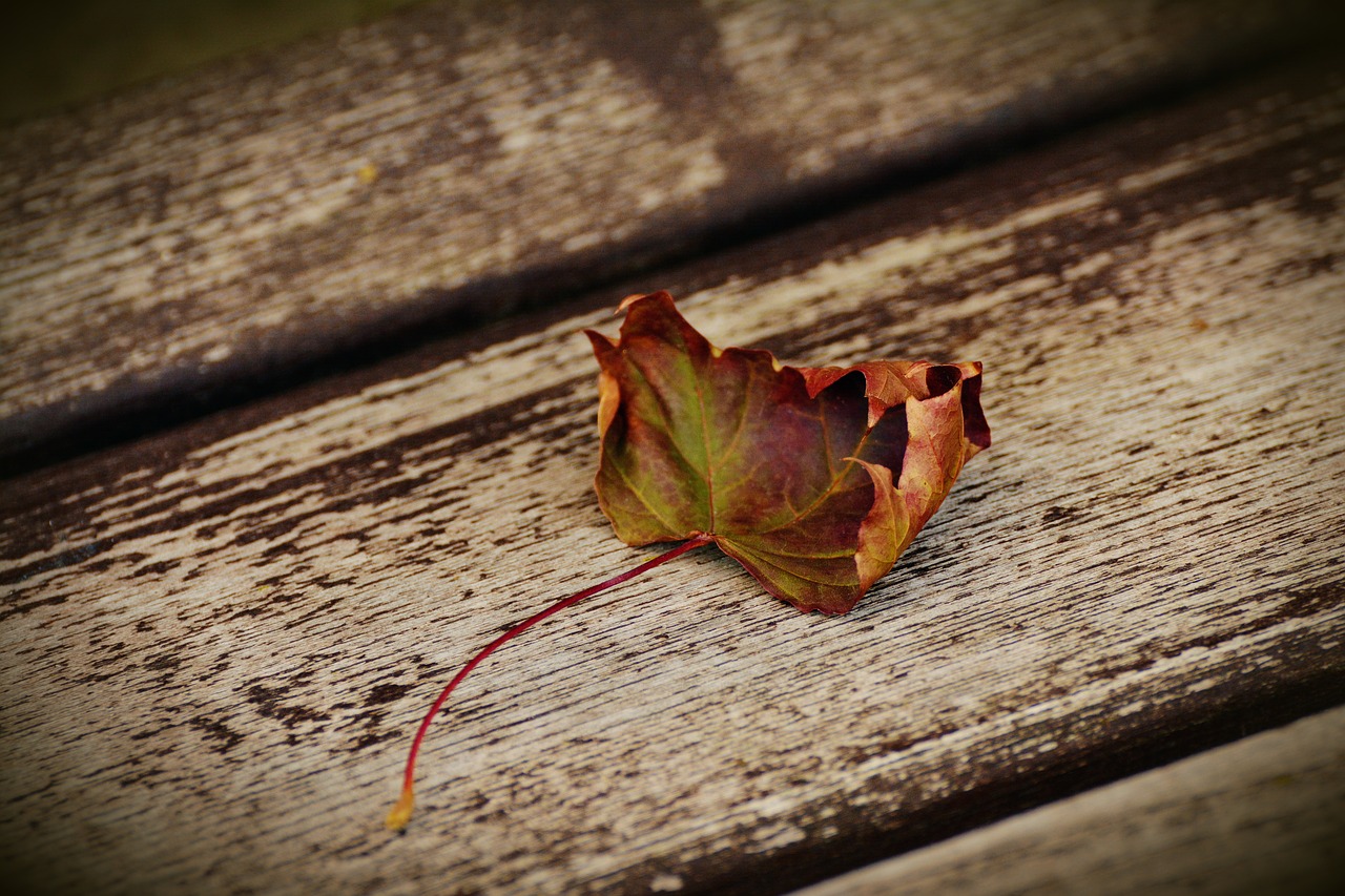 autumn leaf withered mourning free photo