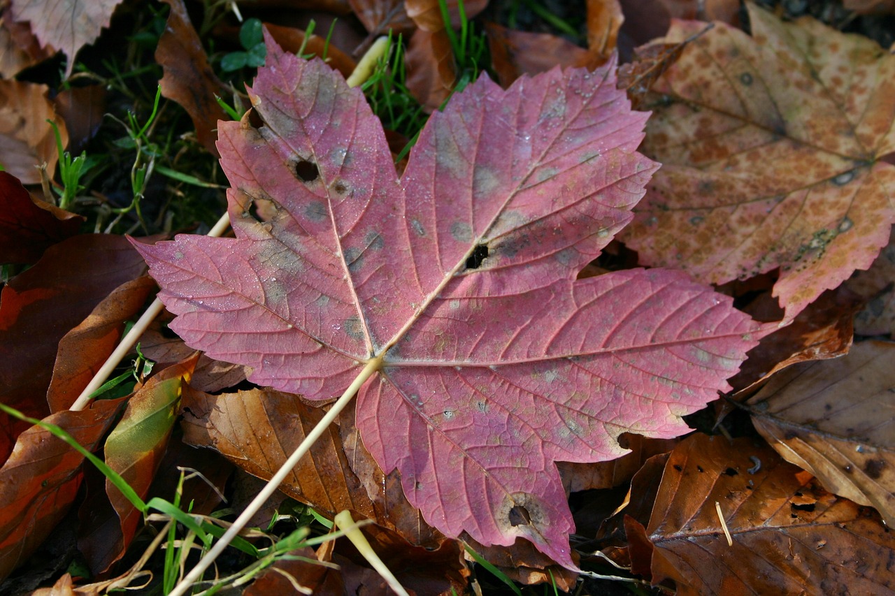 autumn leaf maple leaf autumn free photo