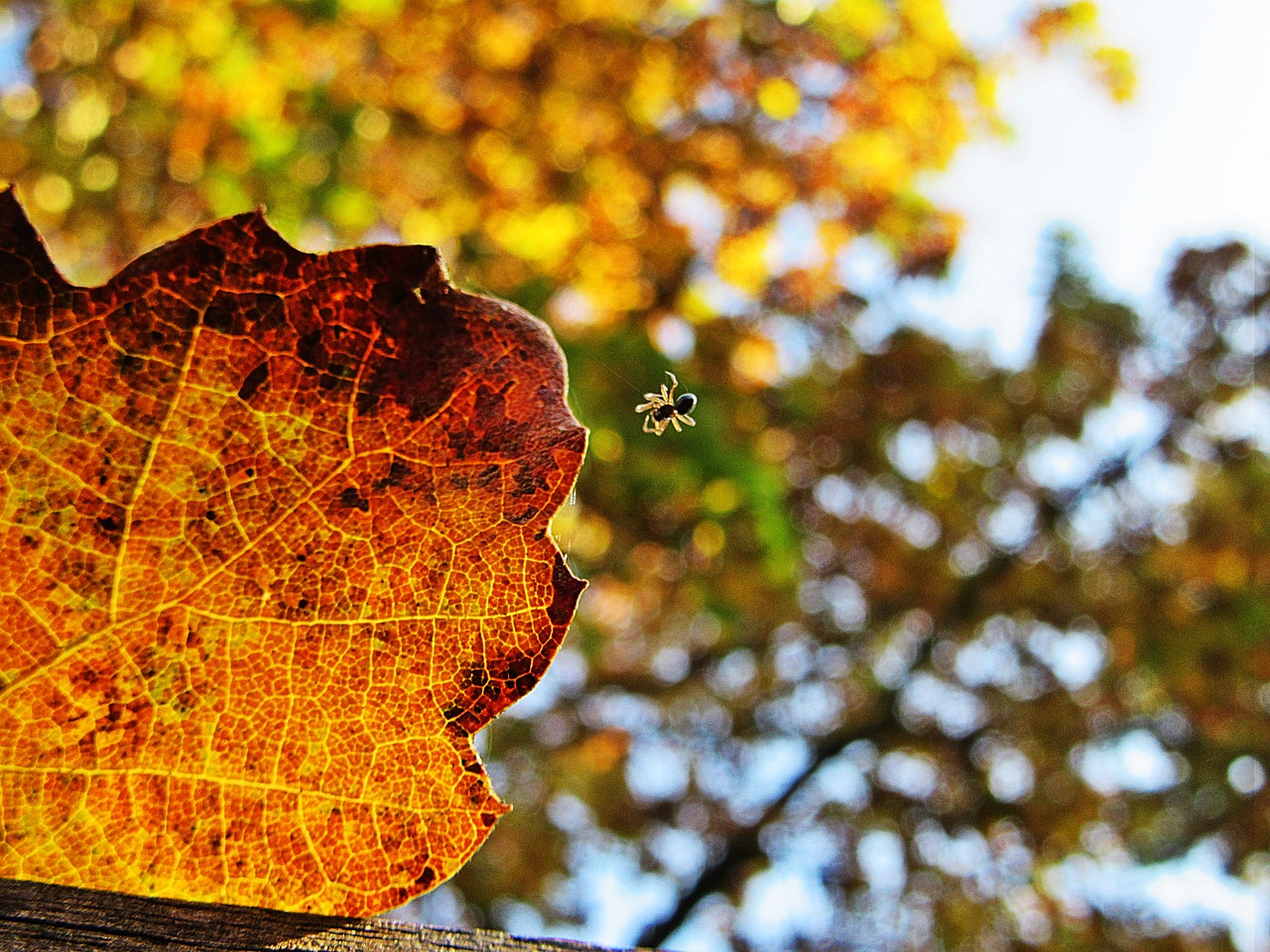 autumn leaf macro spin free photo