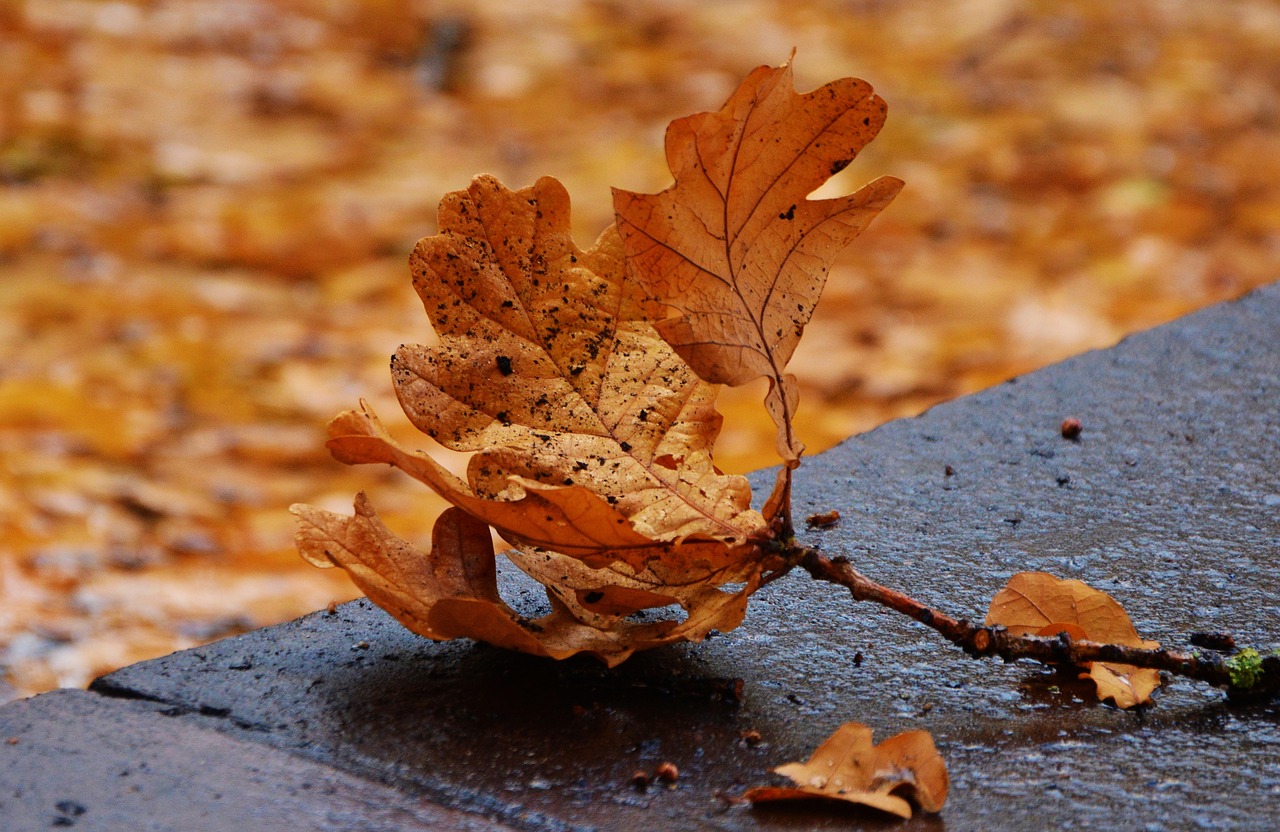 autumn leaf oak leaf leaf fall free photo