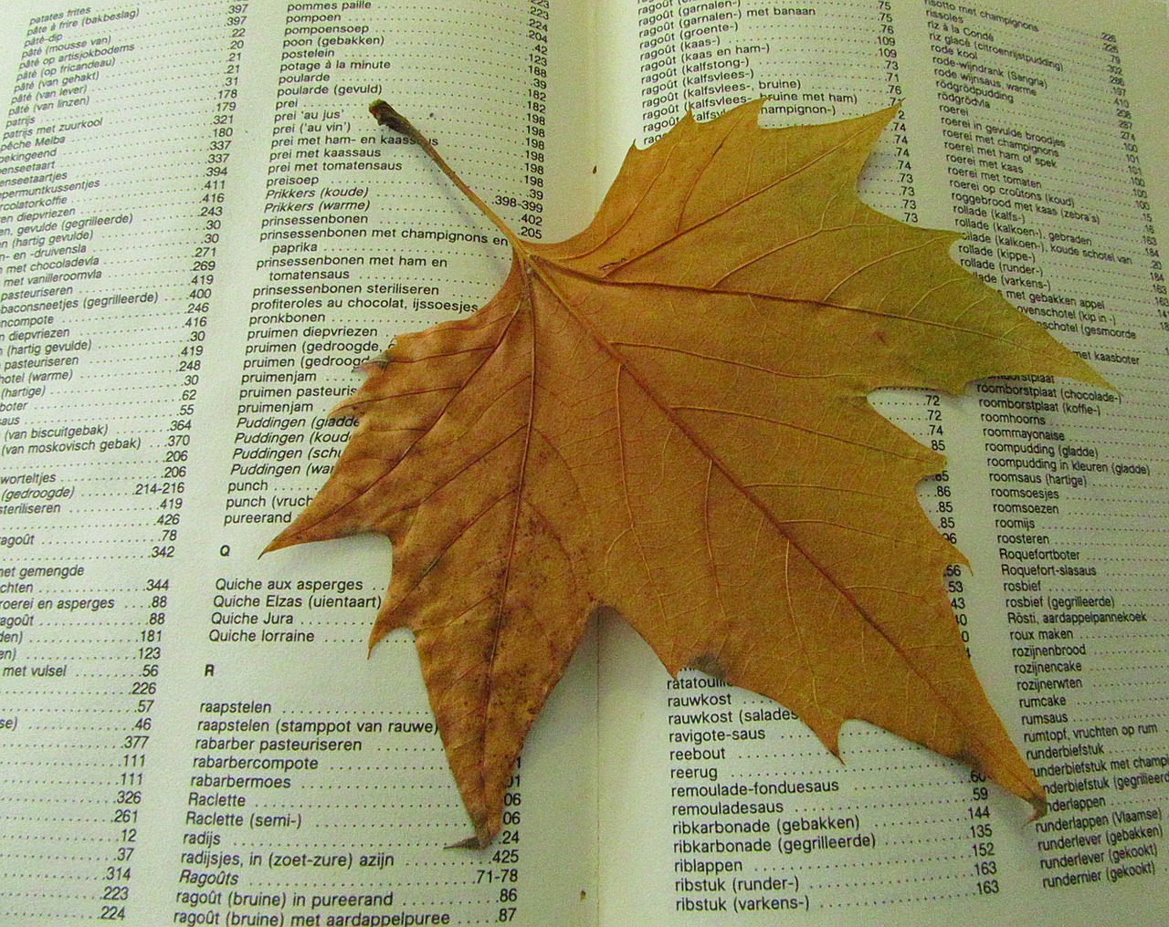 autumn leaf drying dead free photo