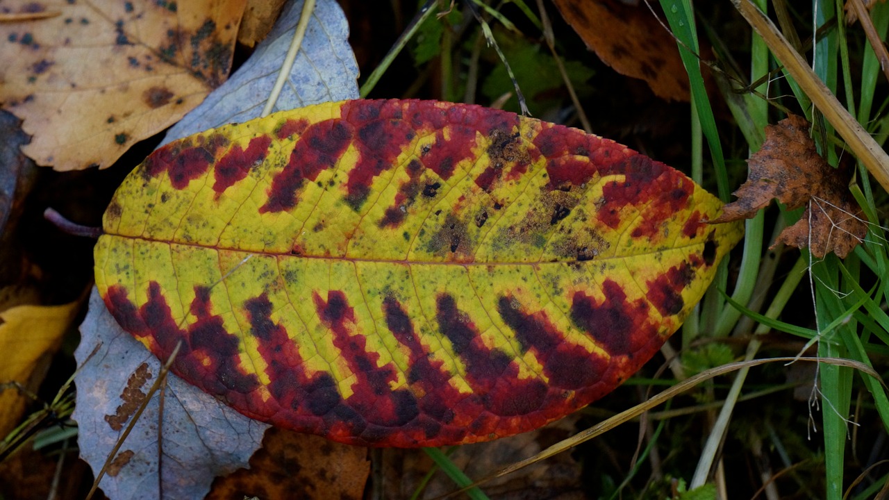 autumn leaf colorful dropped free photo