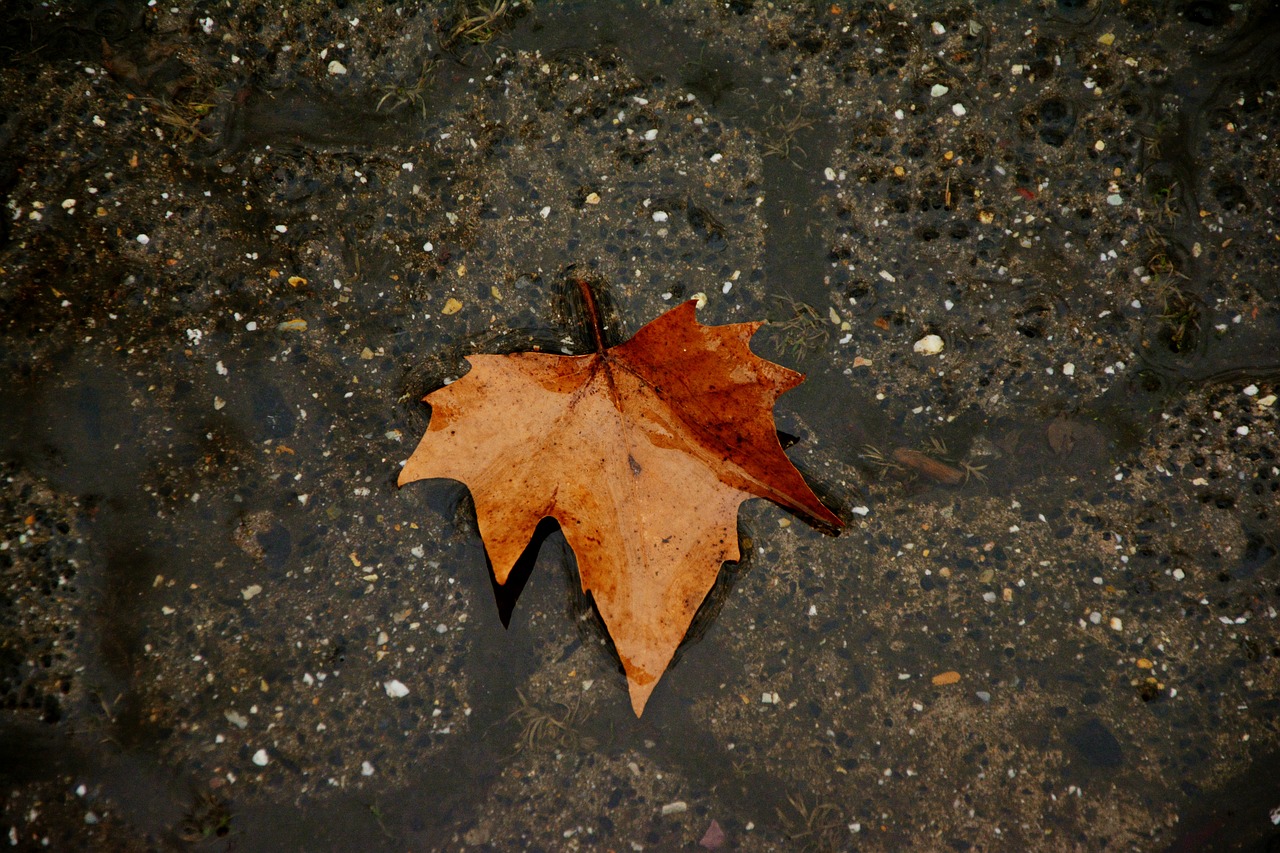 autumn leaf dark rain free photo