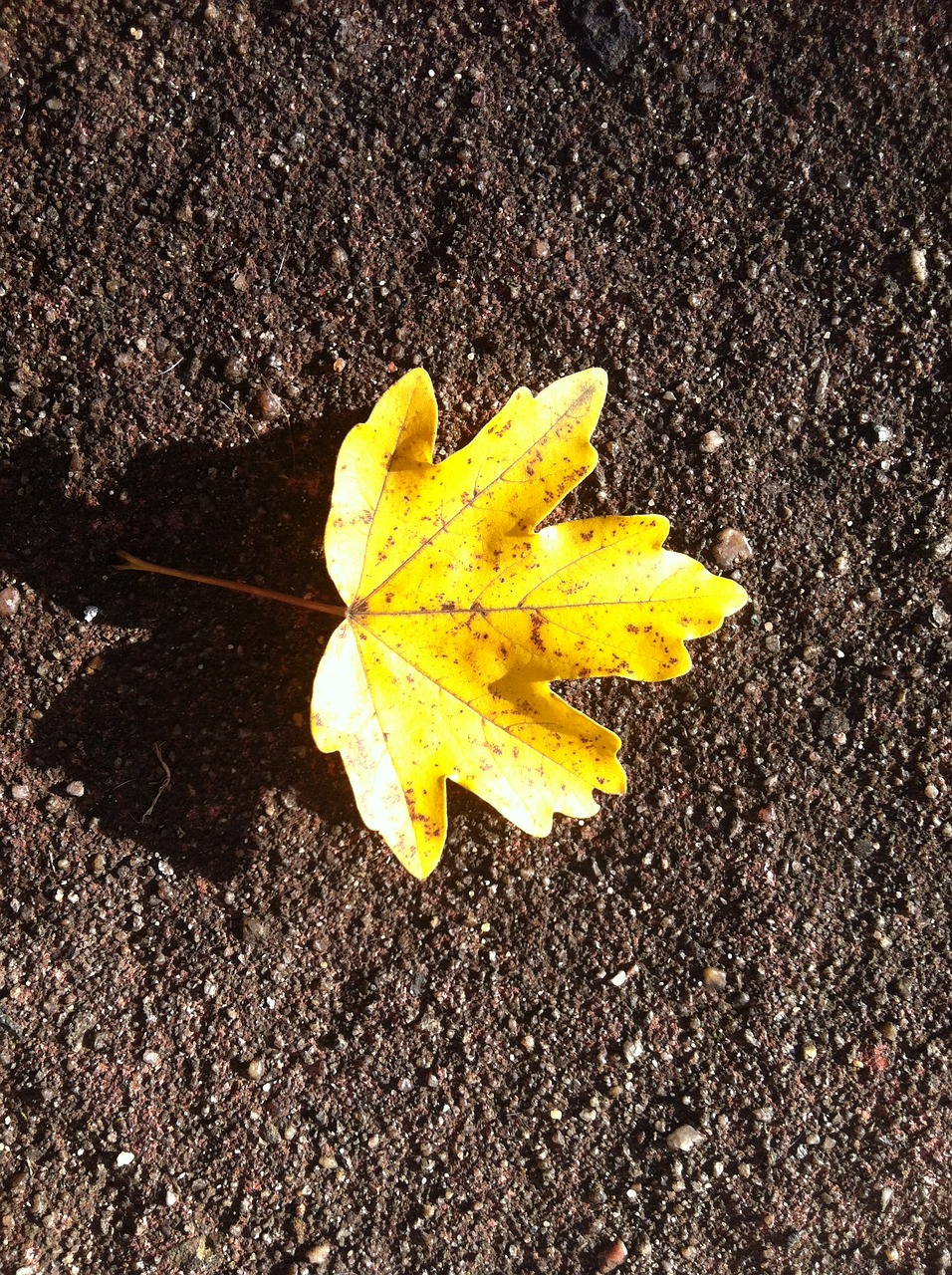 autumn leaf yellow symmetrical free photo