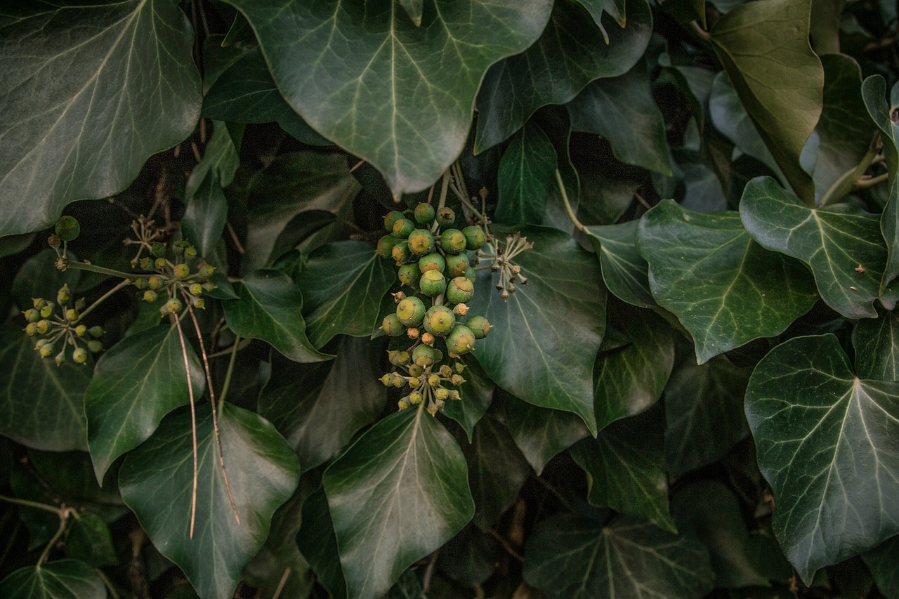 autumn leaf dark green garden plant free photo