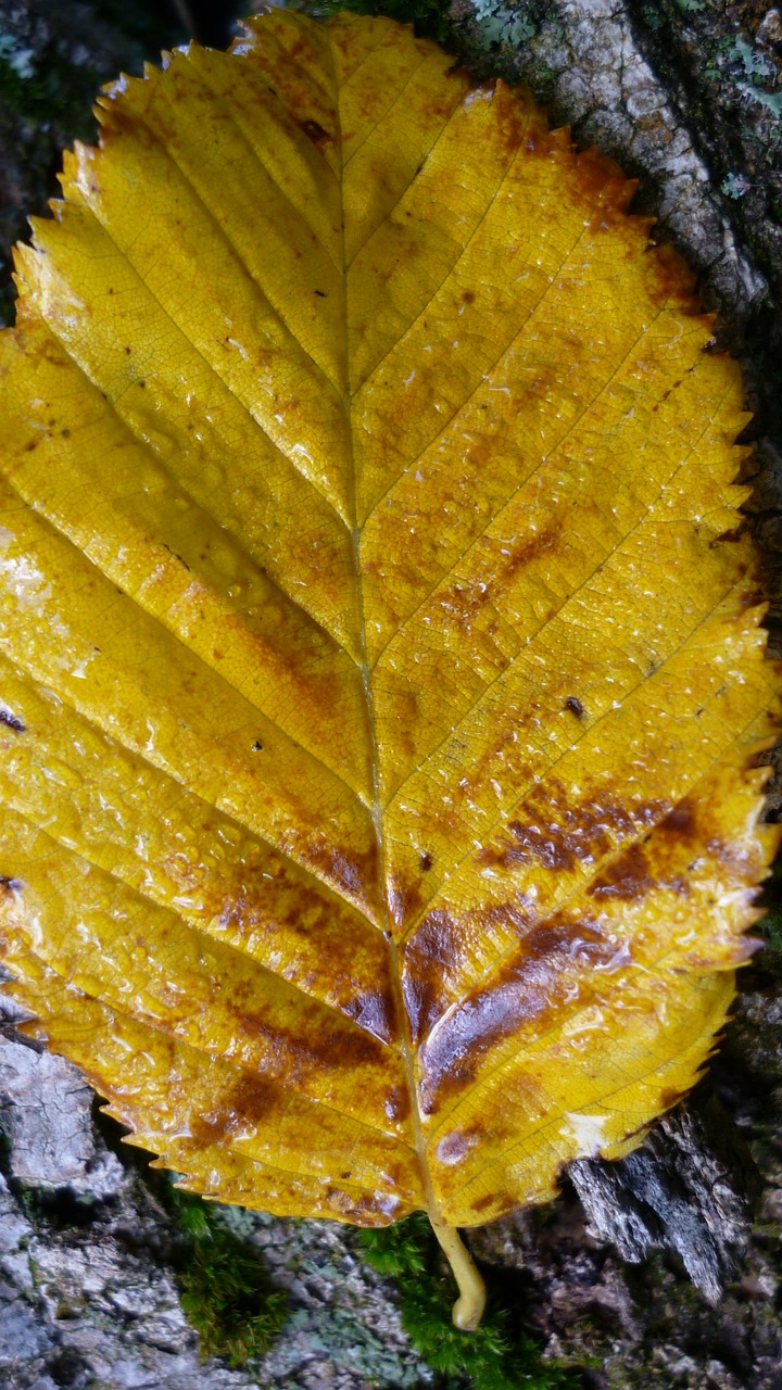 autumn leaf tree leaf yellow free photo