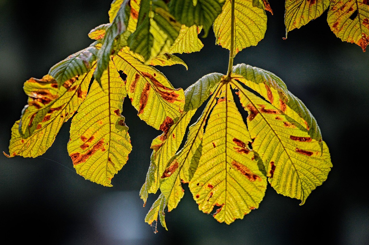 autumn leaf autumn sheet free photo