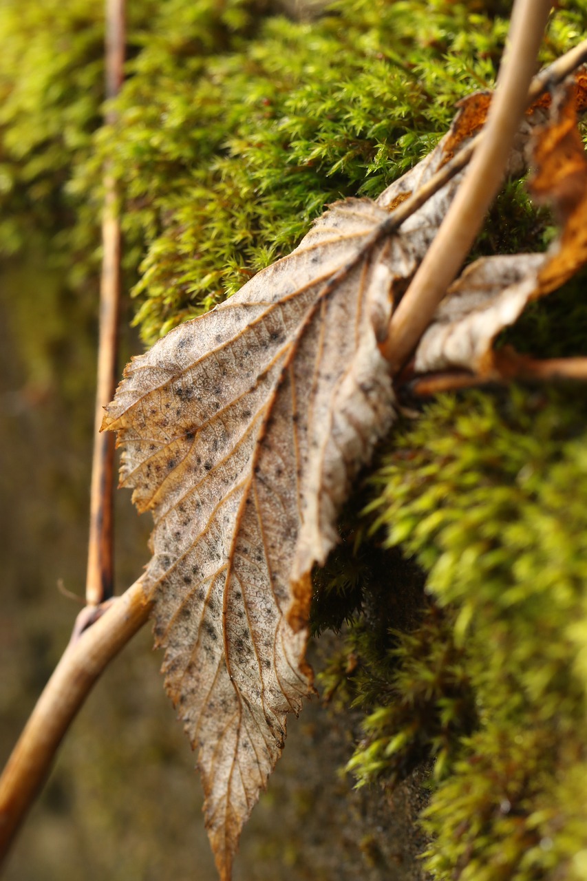 autumn leaf moss nature free photo