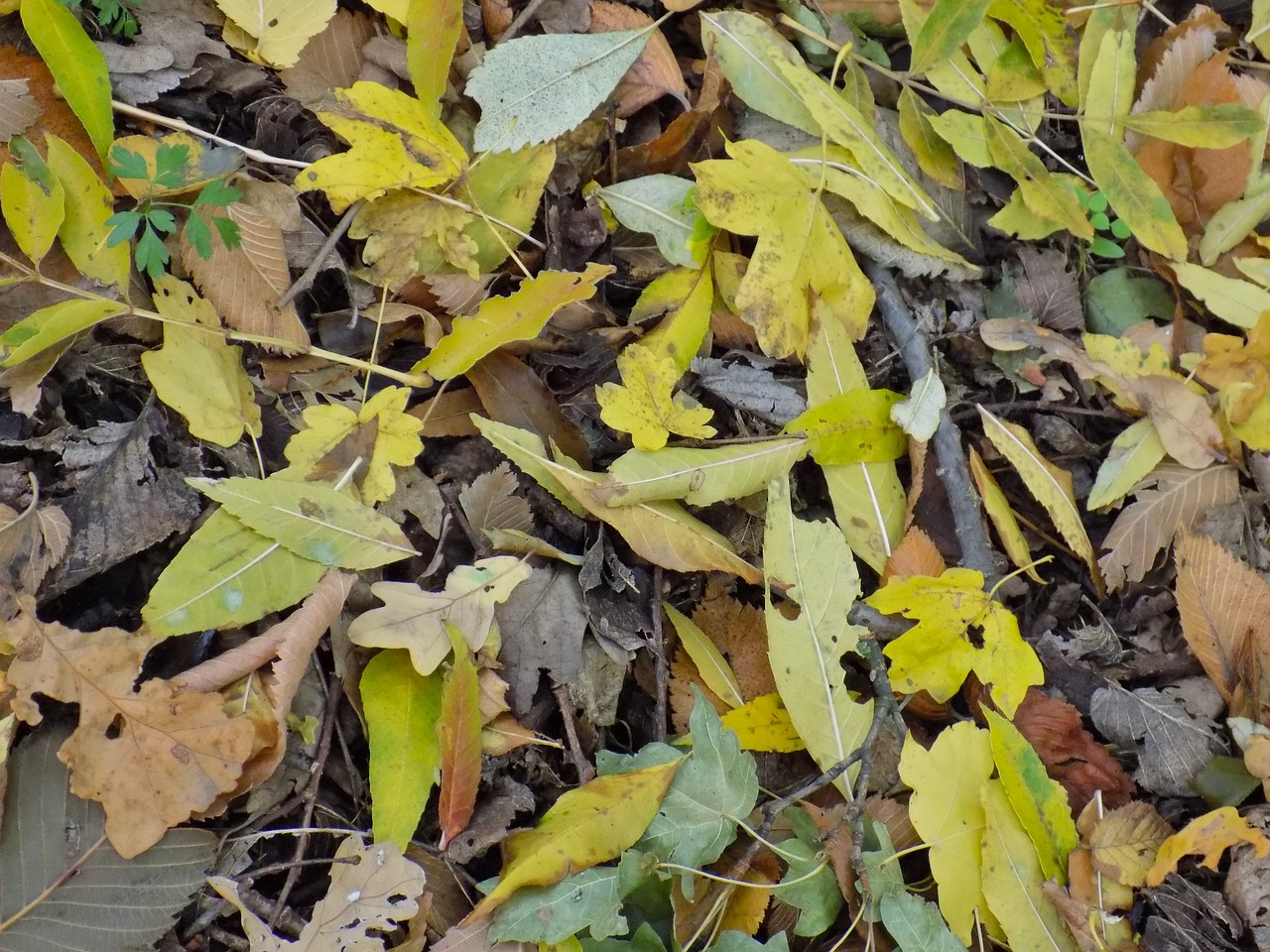 autumn leaf foliage yellow sheet free photo