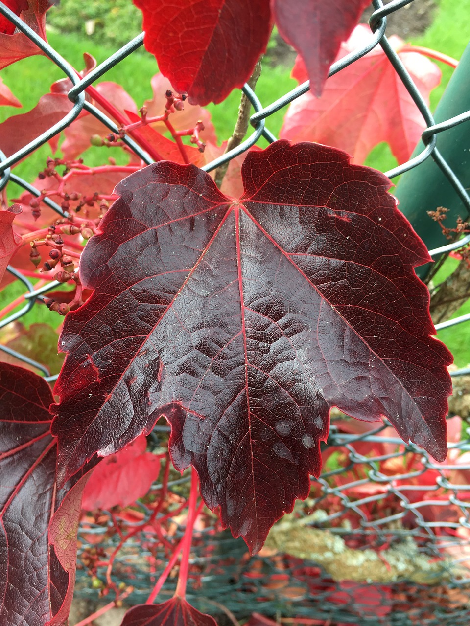 autumn leaf colorful autumn free photo