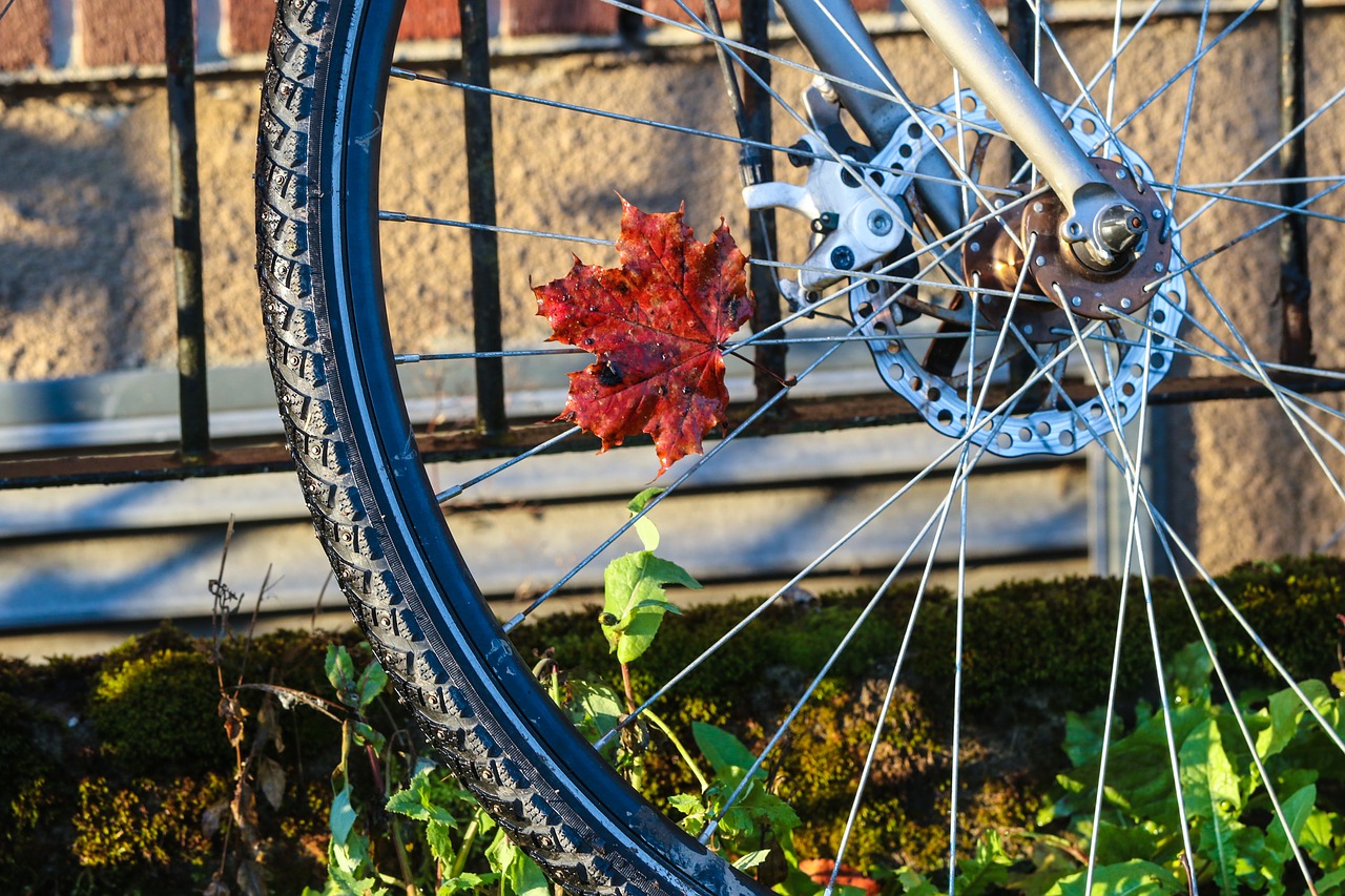 autumn leaf wheel bike free photo