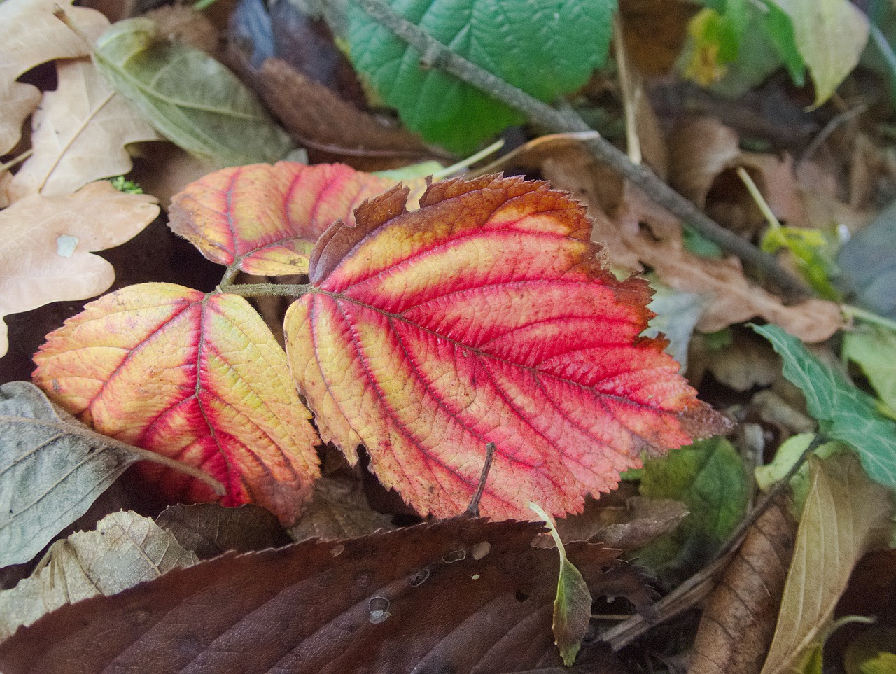 autumn leaf fall foliage leaves free photo