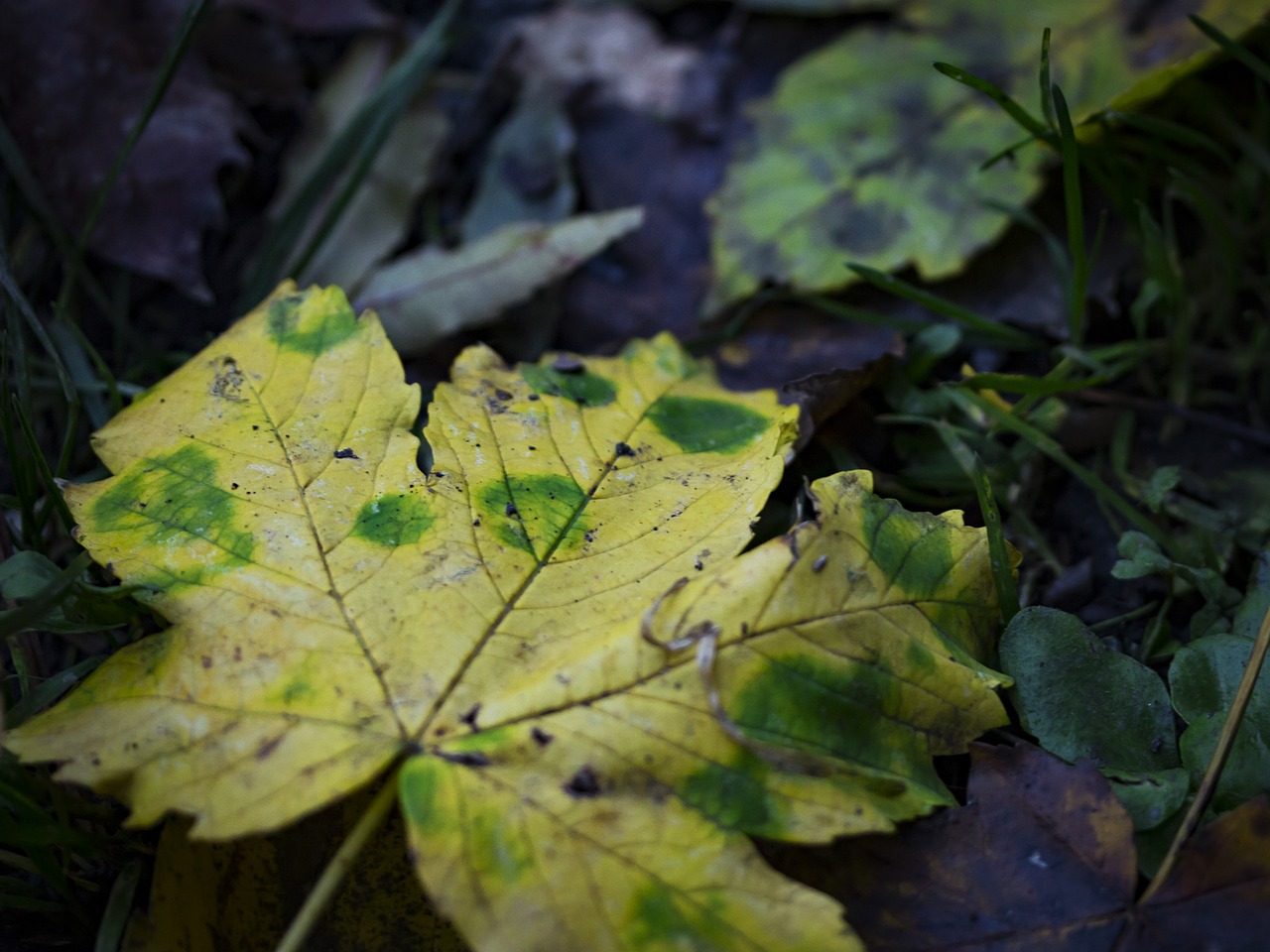 autumn leaf leaf yellow leaf free photo