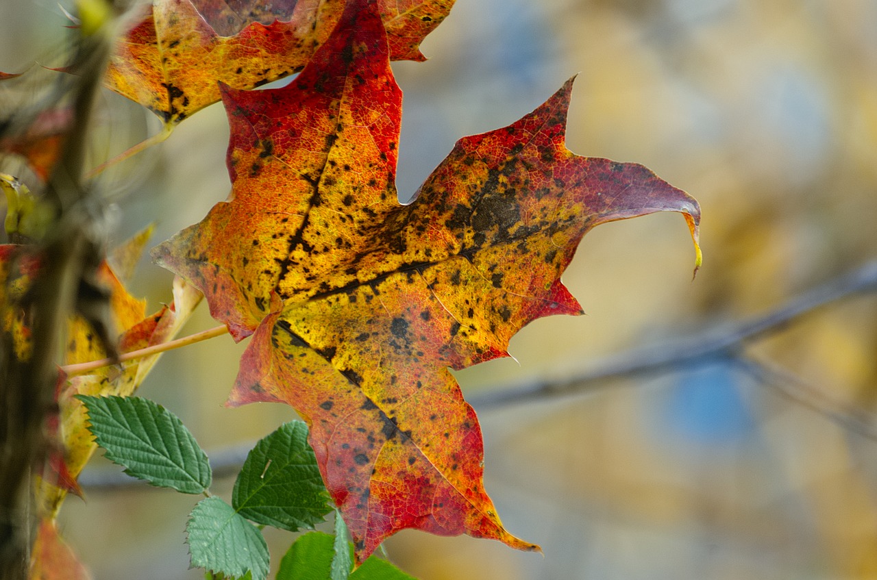 autumn leaf leaves leaf free photo