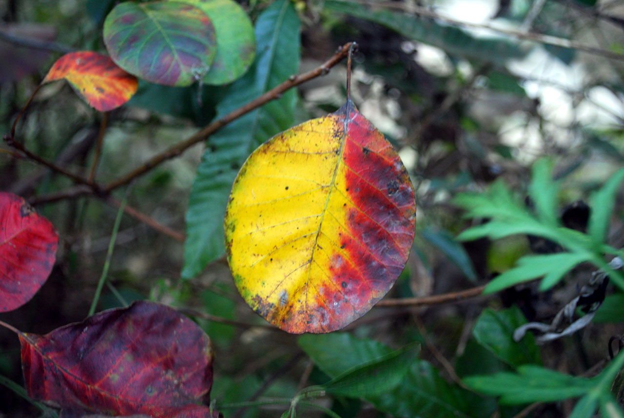 leaf autumn fall free photo