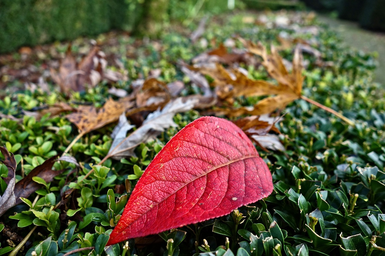 autumn leaf fallen leaf veins free photo