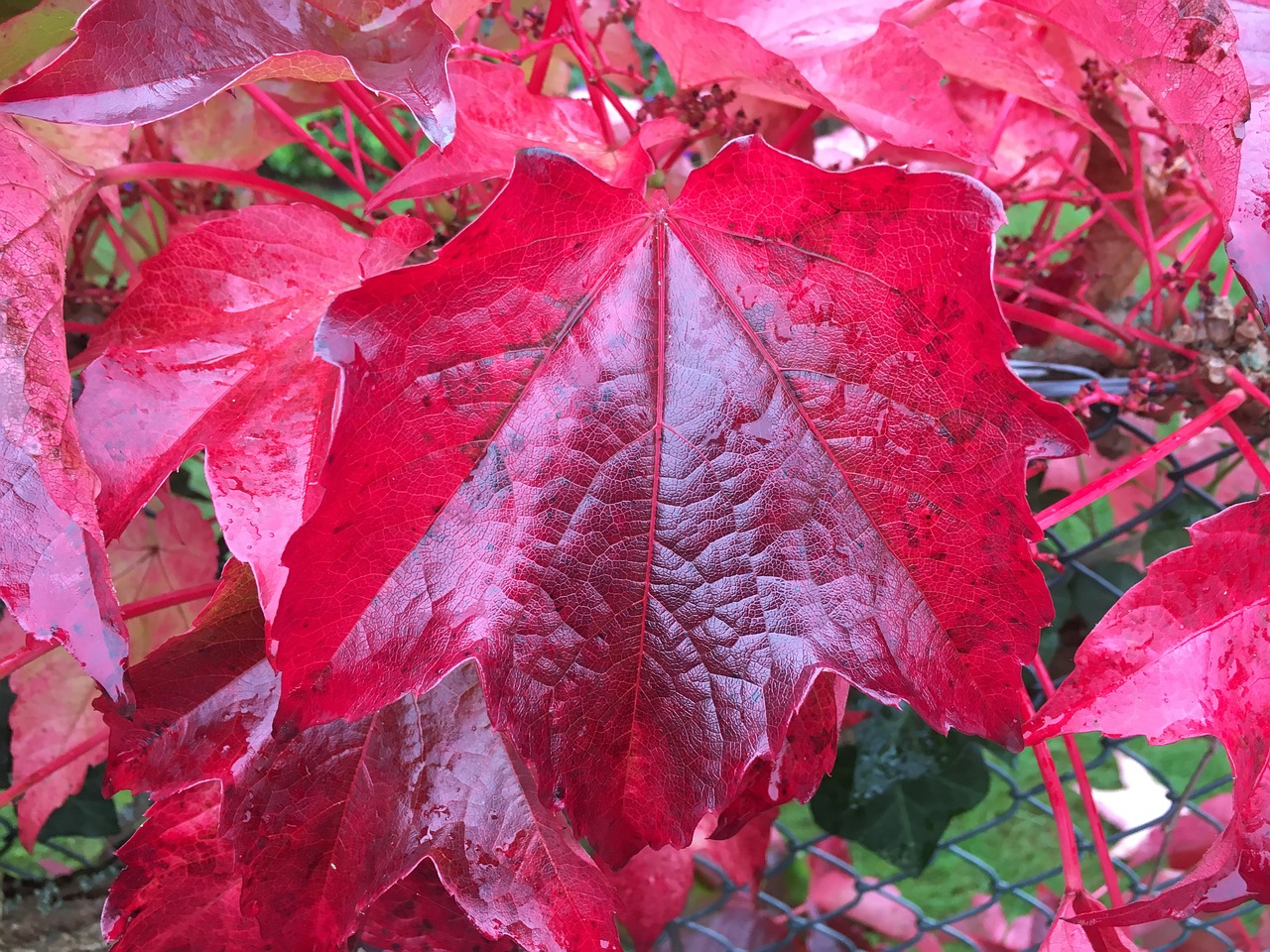 autumn leaf red fall color free photo