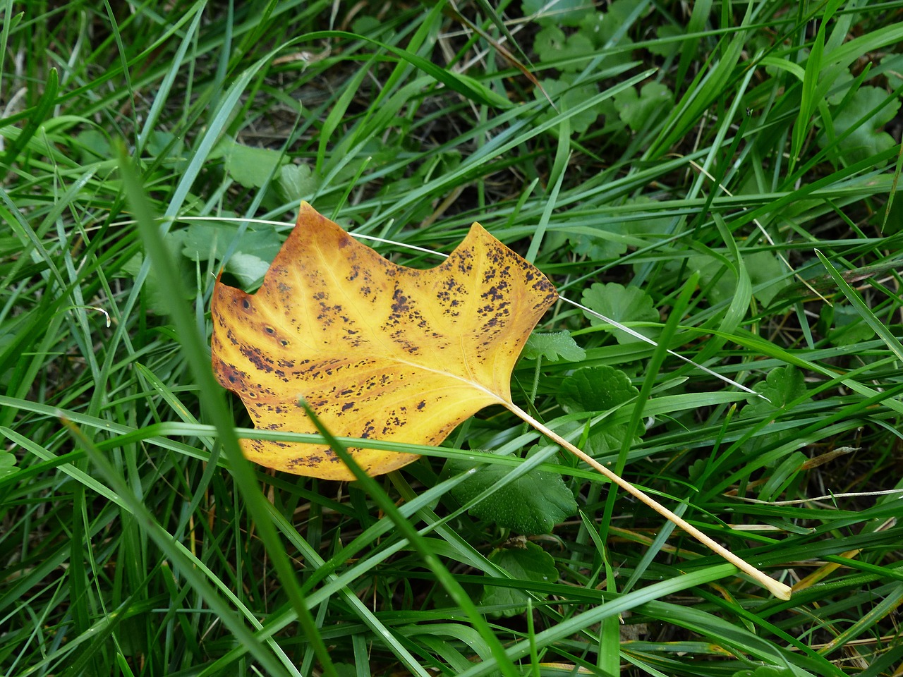 autumn leaf  sheet  grass free photo