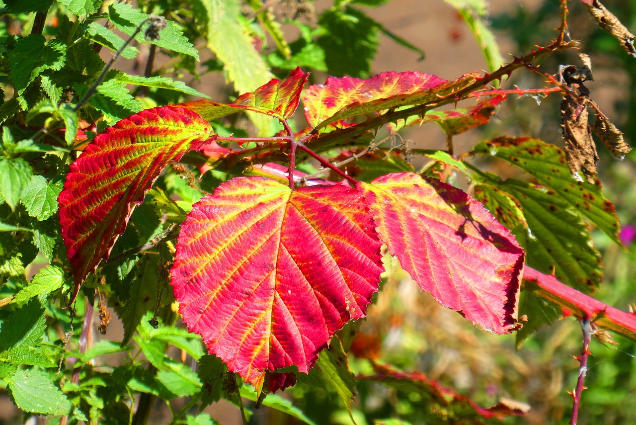 autumn leaf  colors  autumn free photo