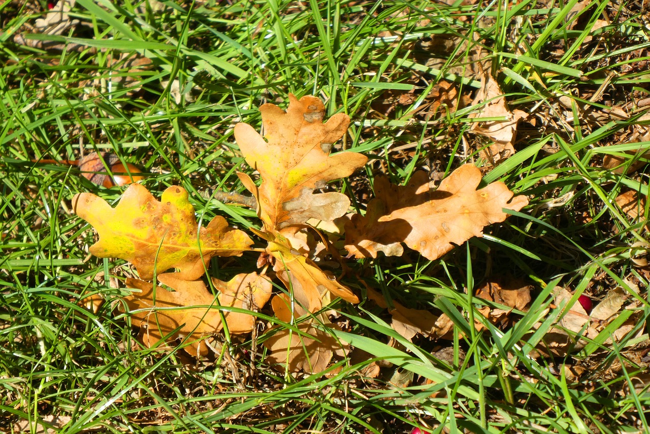 autumn leaf  autumn  colorful free photo