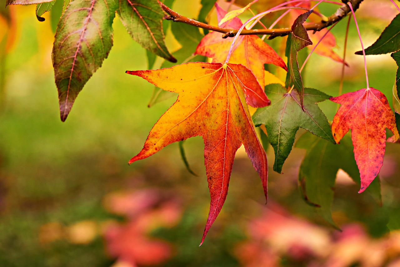 autumn leaf  foliage  autumn color free photo