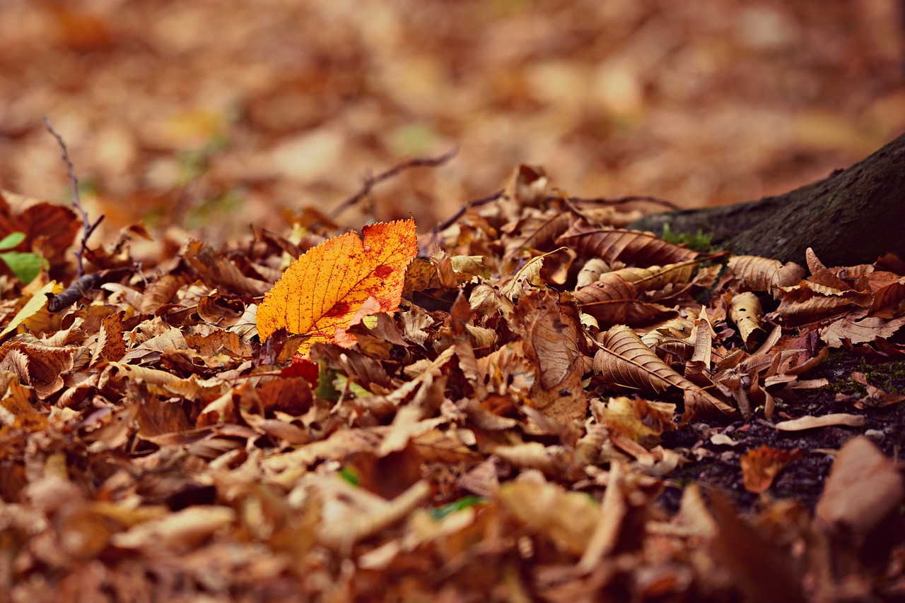 autumn leaf  fall leaves  fallen free photo