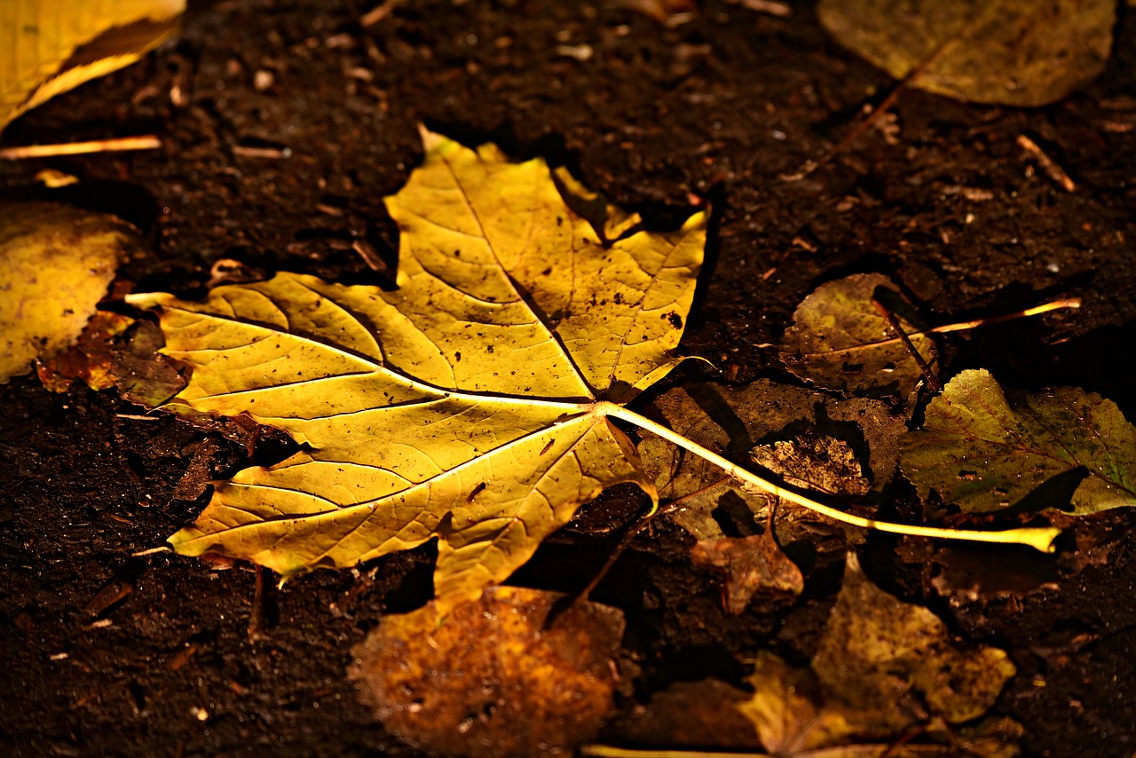 autumn leaf  fall  fallen free photo
