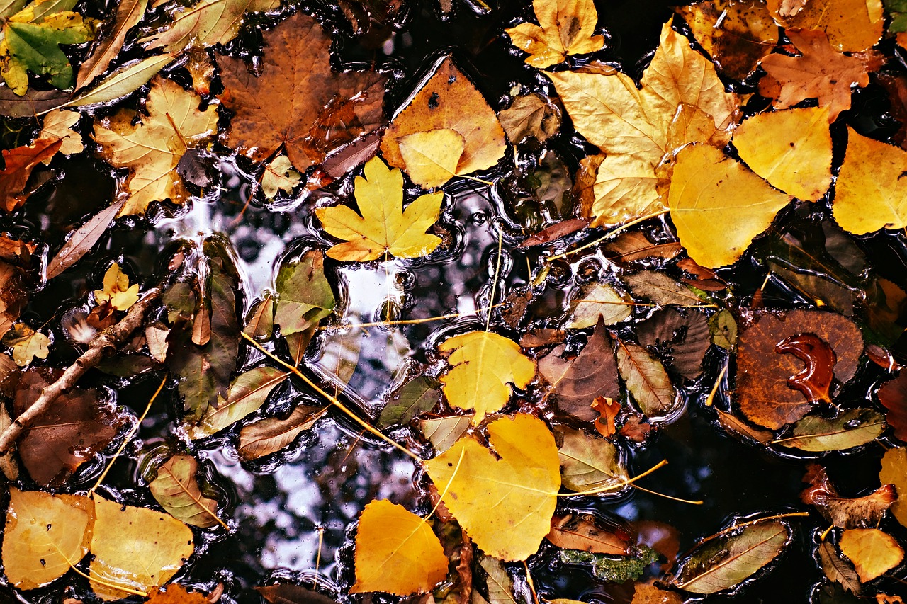autumn leaf  fallen leaves  puddle free photo